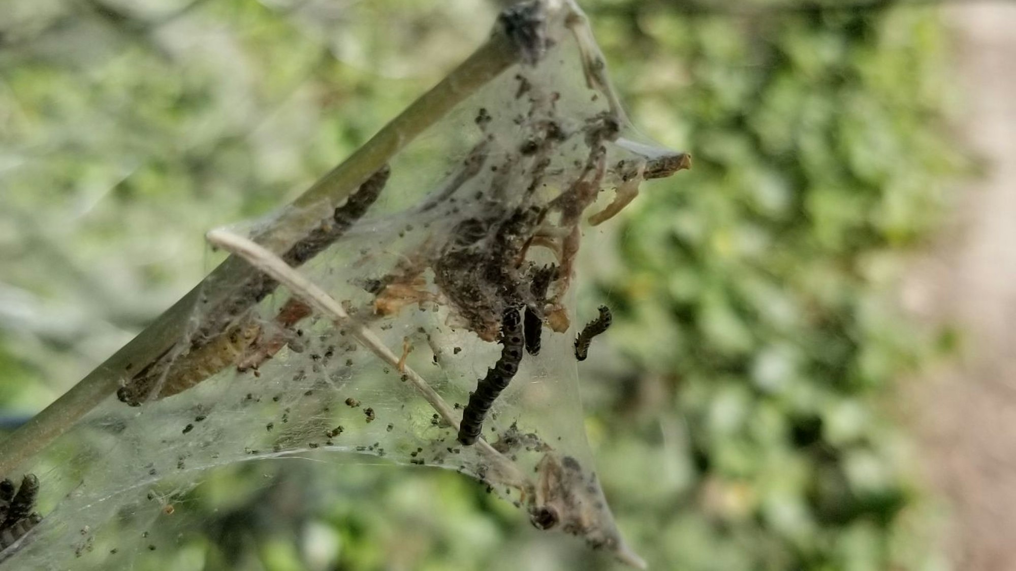 Raupen der Gespinstmotte in einem Baum in der Kölner Flora.