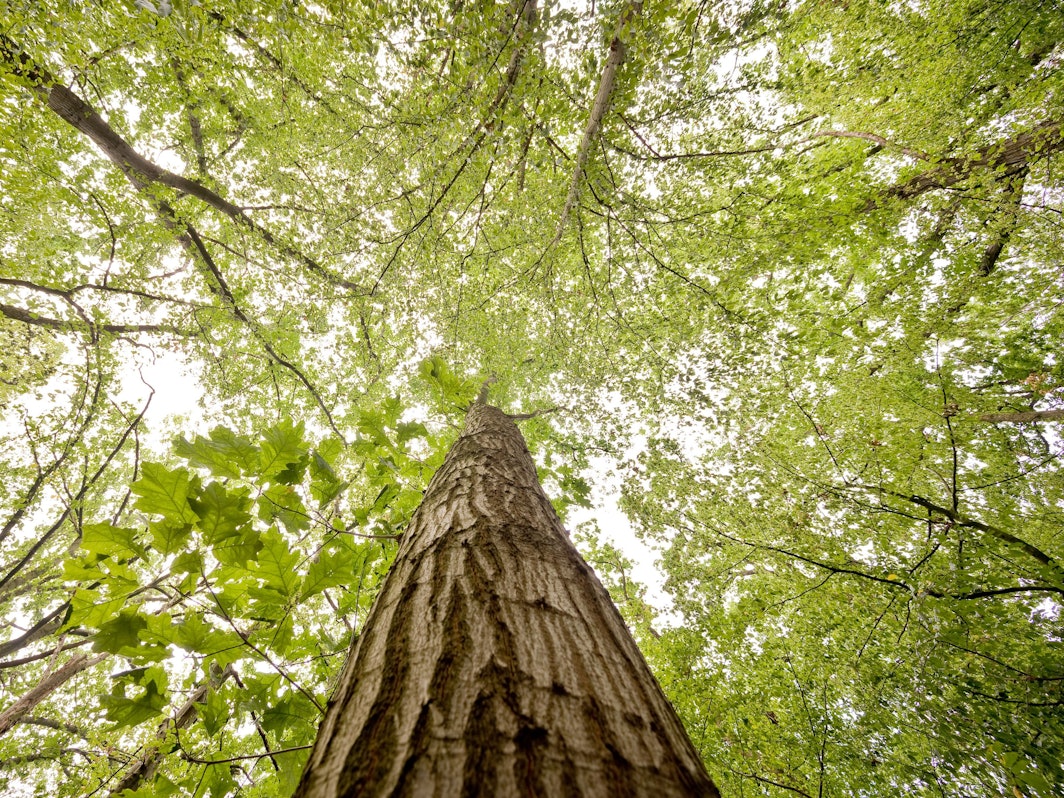 Eine Eiche wächst in einem Mischwald in der Region Hannover.