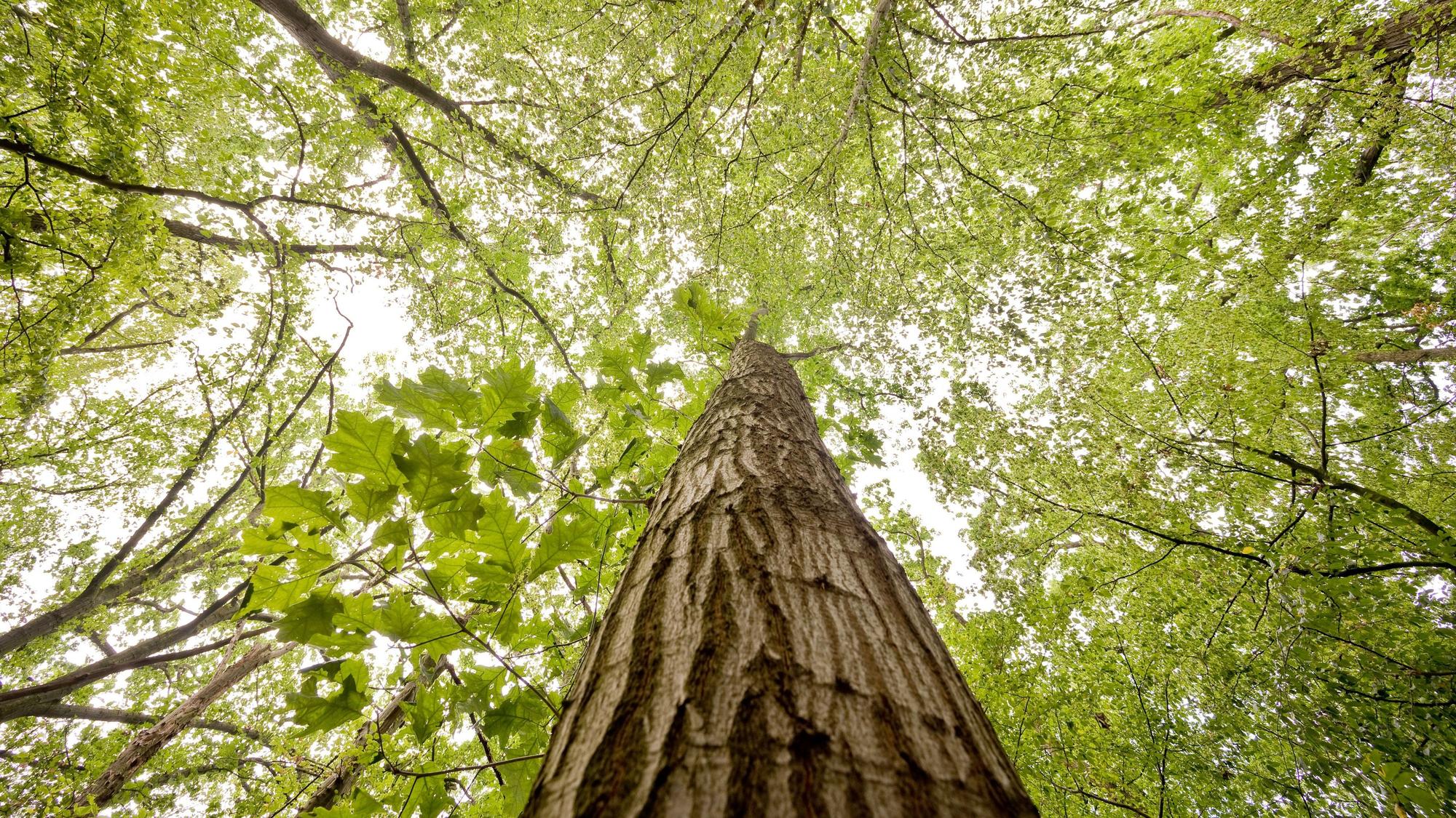 Die Miyawaki-Methode soll einen Beitrag zu Klimaschutz und Artenvielfalt leisten. Das Symbolfoto zeigt einen Mischwald in der Region Hannover im August 2019.