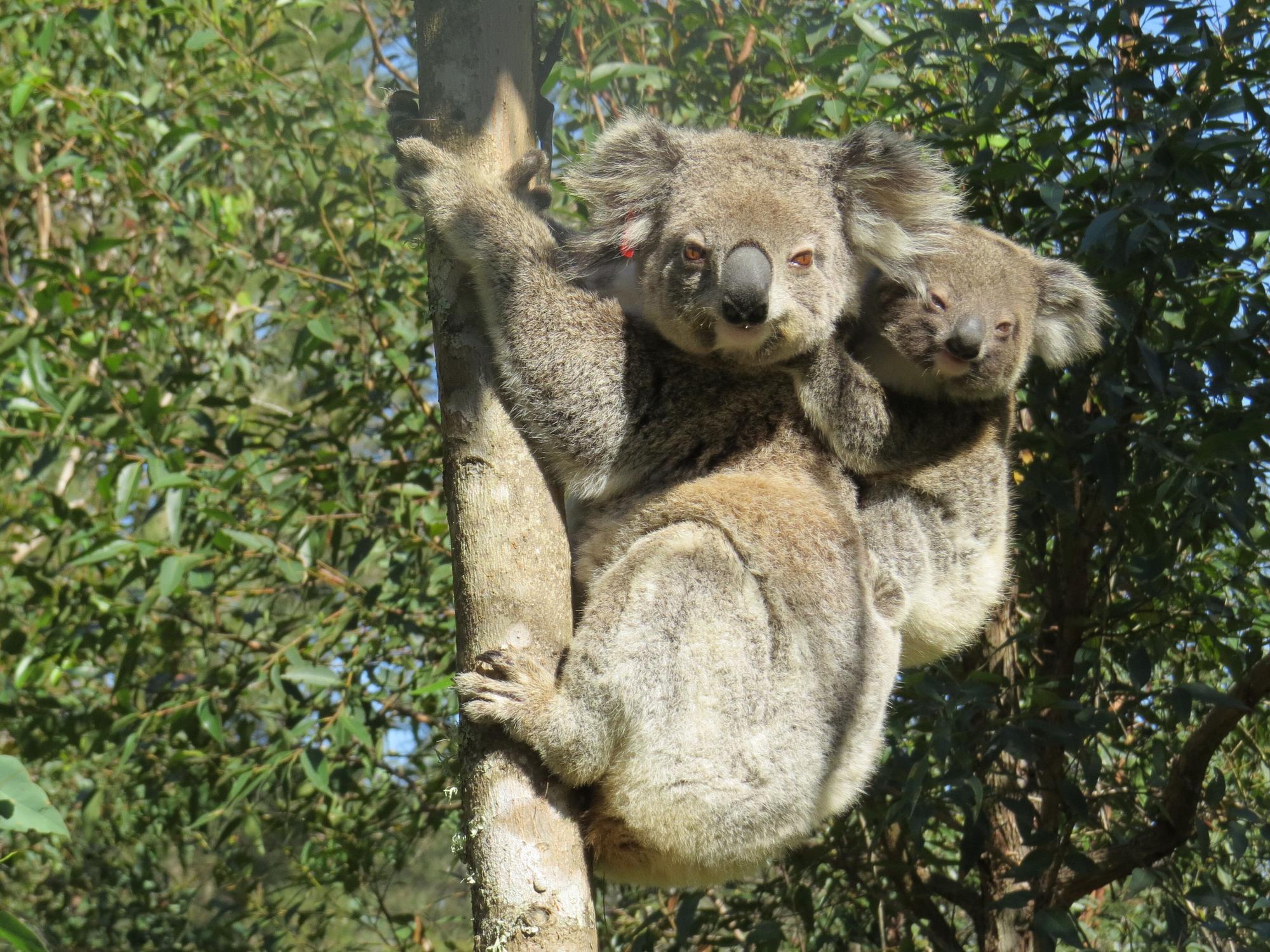 Koala Ember klammert sich mit seinem Jungen auf dem Rücken an einem Baum fest.