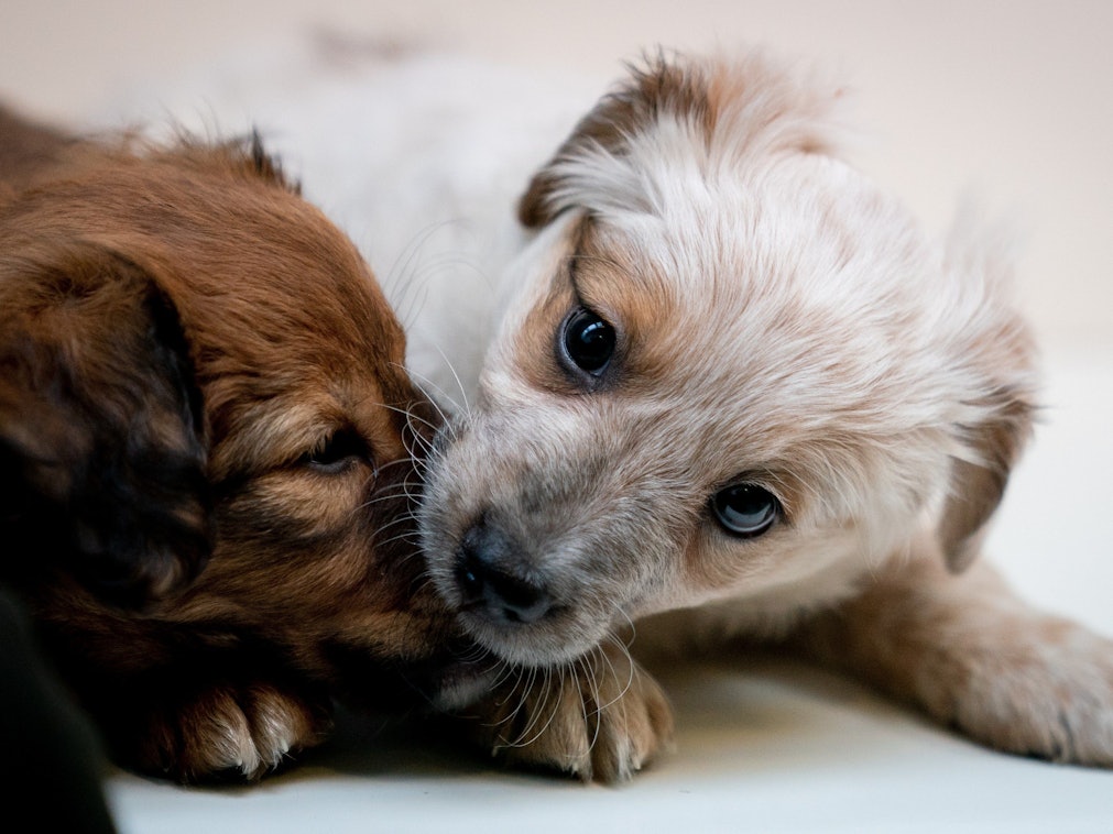 Zwei Hundewelpen spielen miteinander.