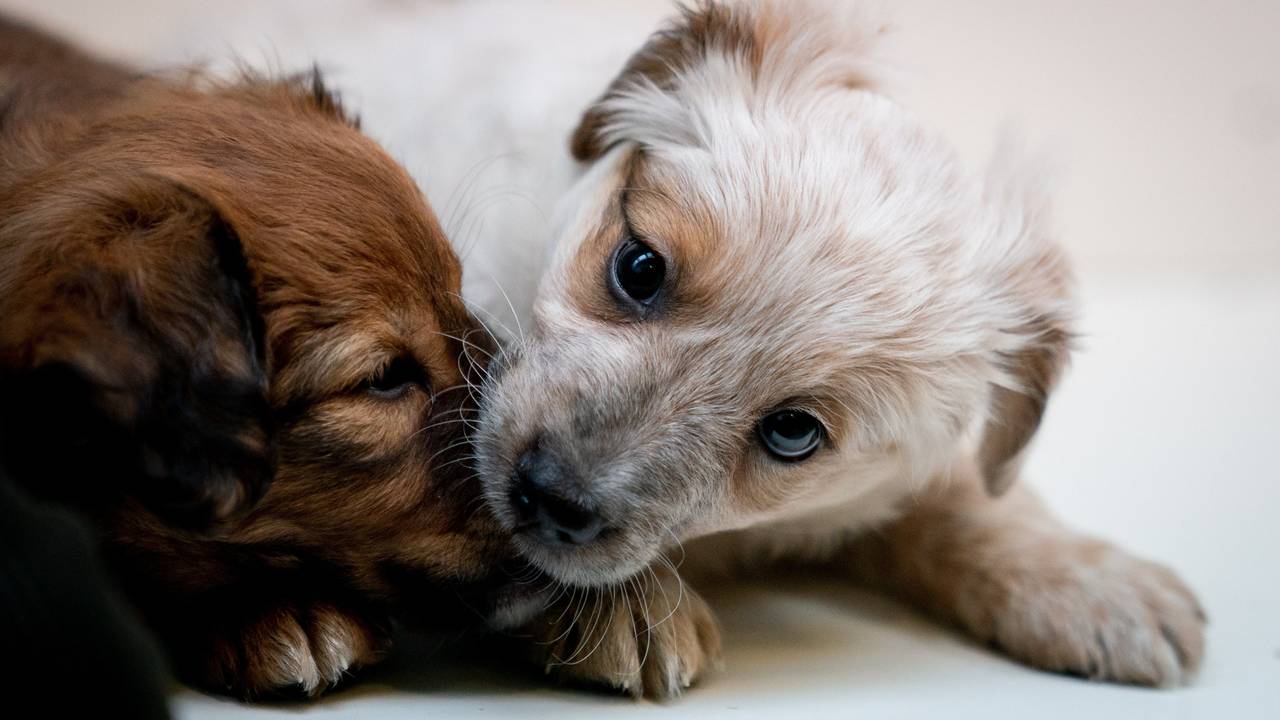 Zwei Hundewelpen spielen miteinander.