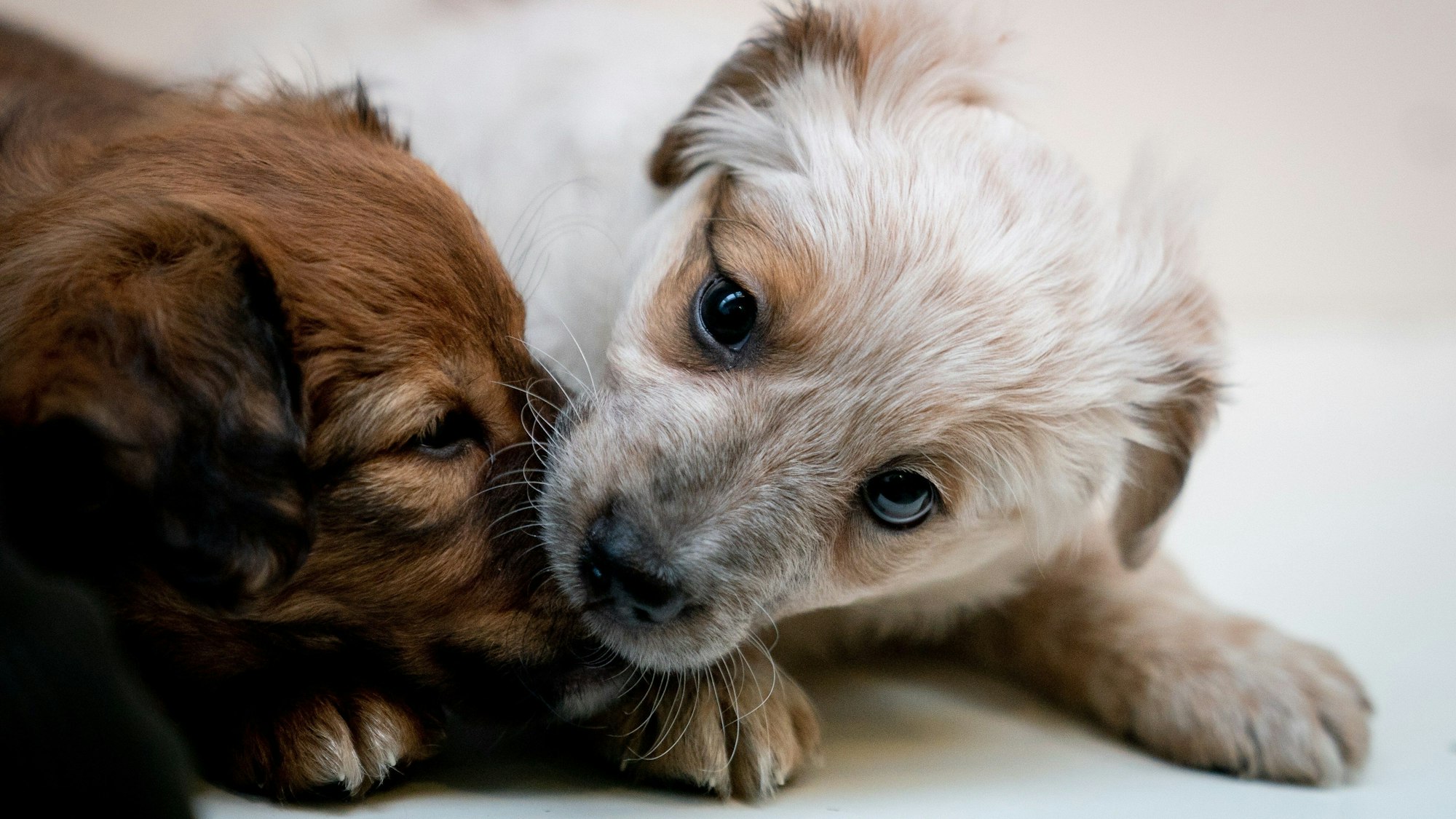 Zwei Hundewelpen spielen miteinander.