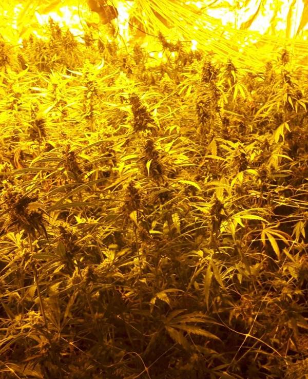 Beschlagnahmte Cannabisplantage in Gummersbach