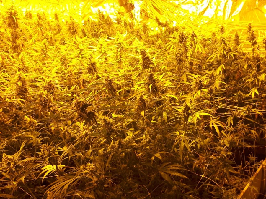 Beschlagnahmte Cannabisplantage in Gummersbach