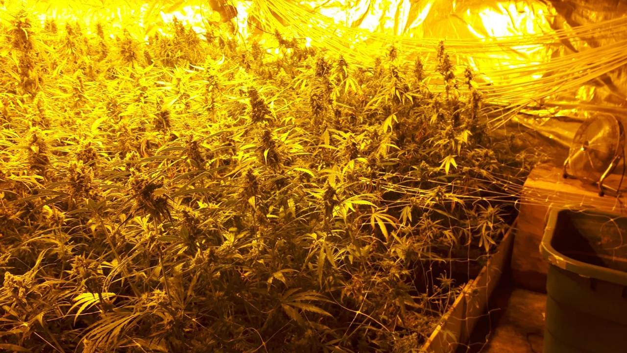 Beschlagnahmte Cannabisplantage in Gummersbach