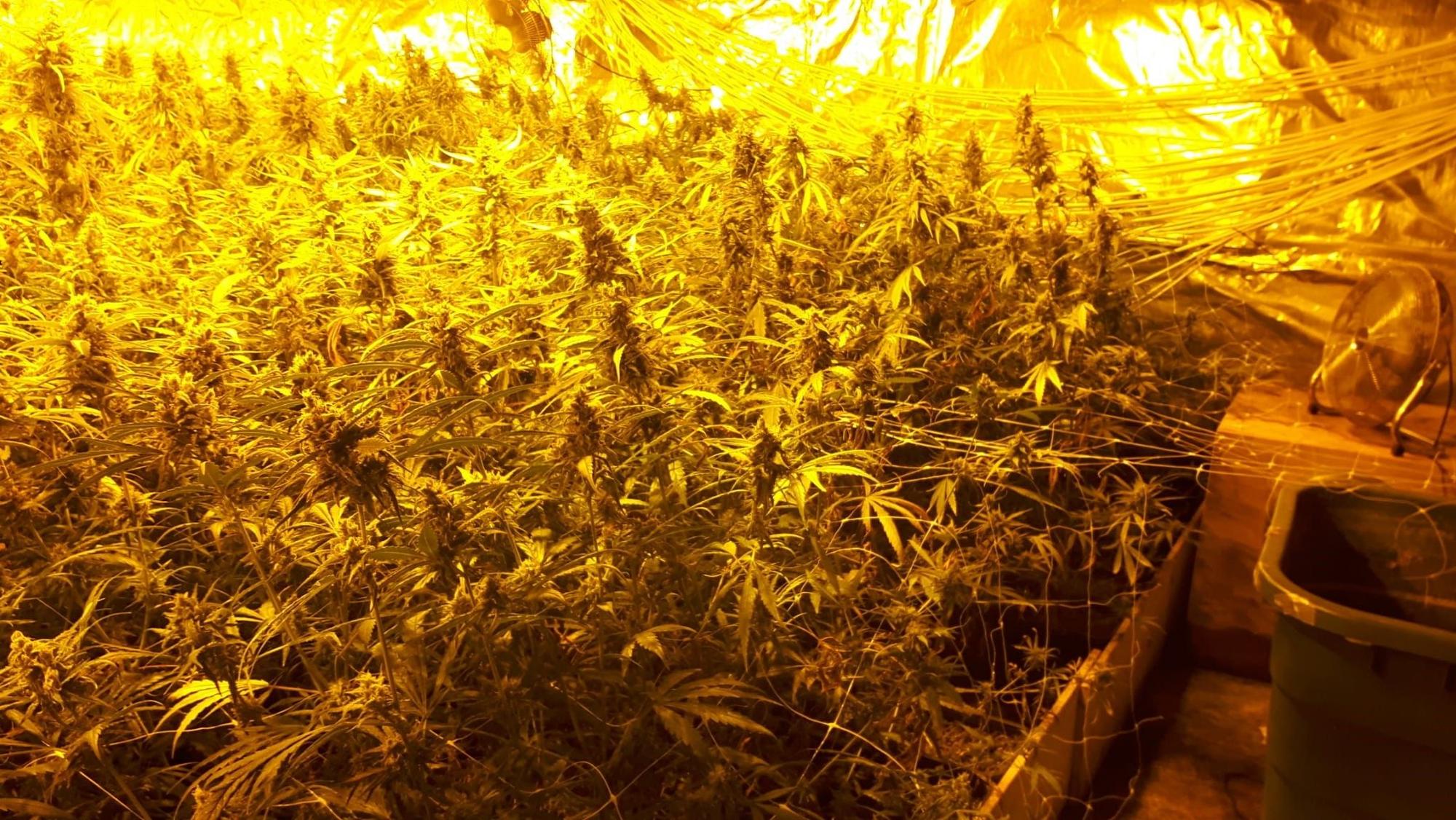 Beschlagnahmte Cannabisplantage in Gummersbach