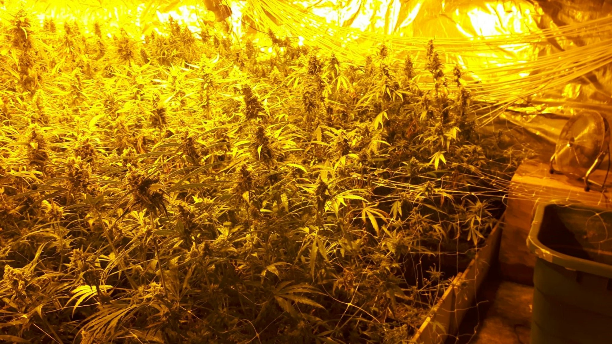 Beschlagnahmte Cannabisplantage in Gummersbach