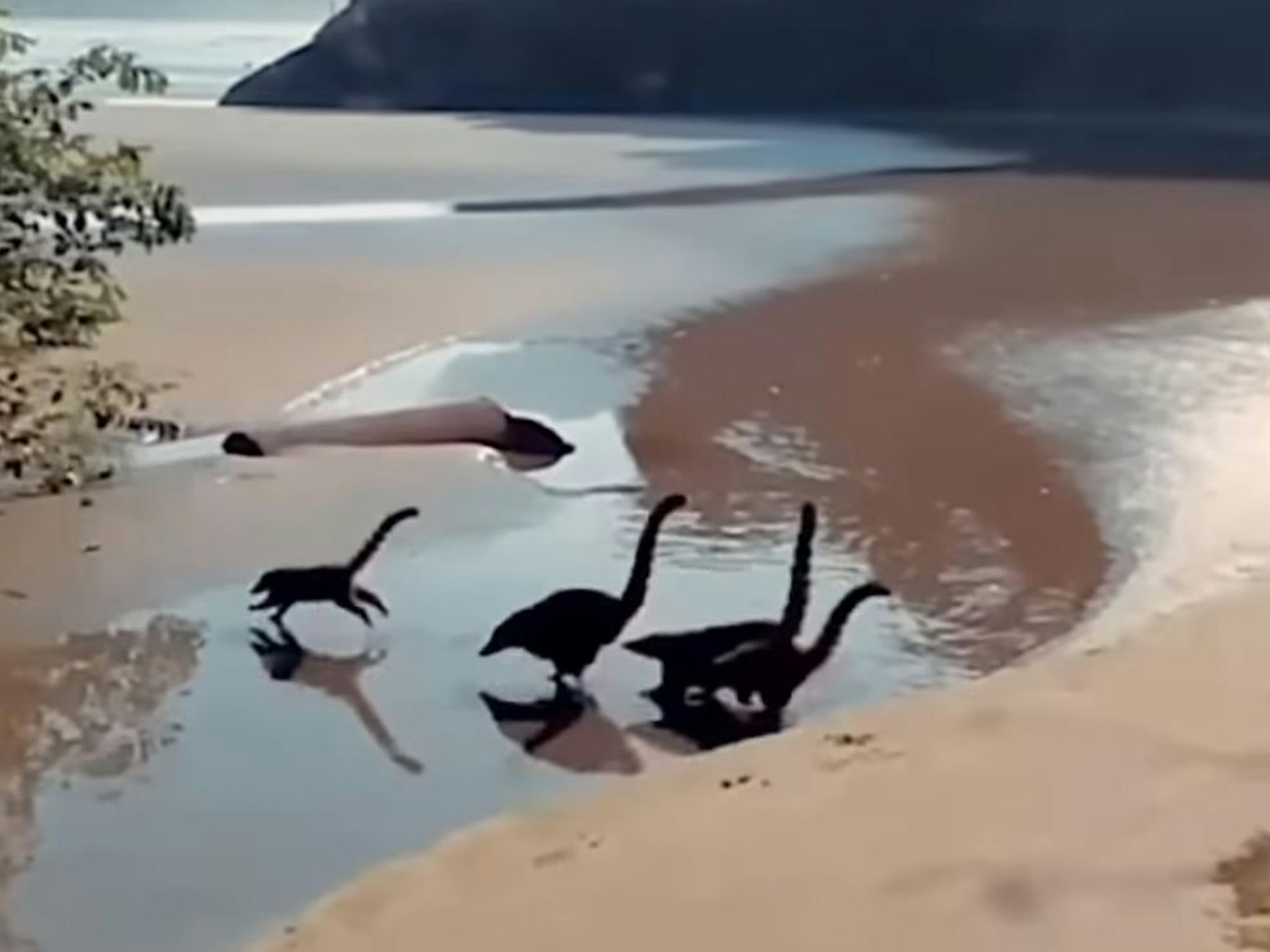 Dinosaurier oder Nasenbären laufen am portugiesischen Strand entlang.