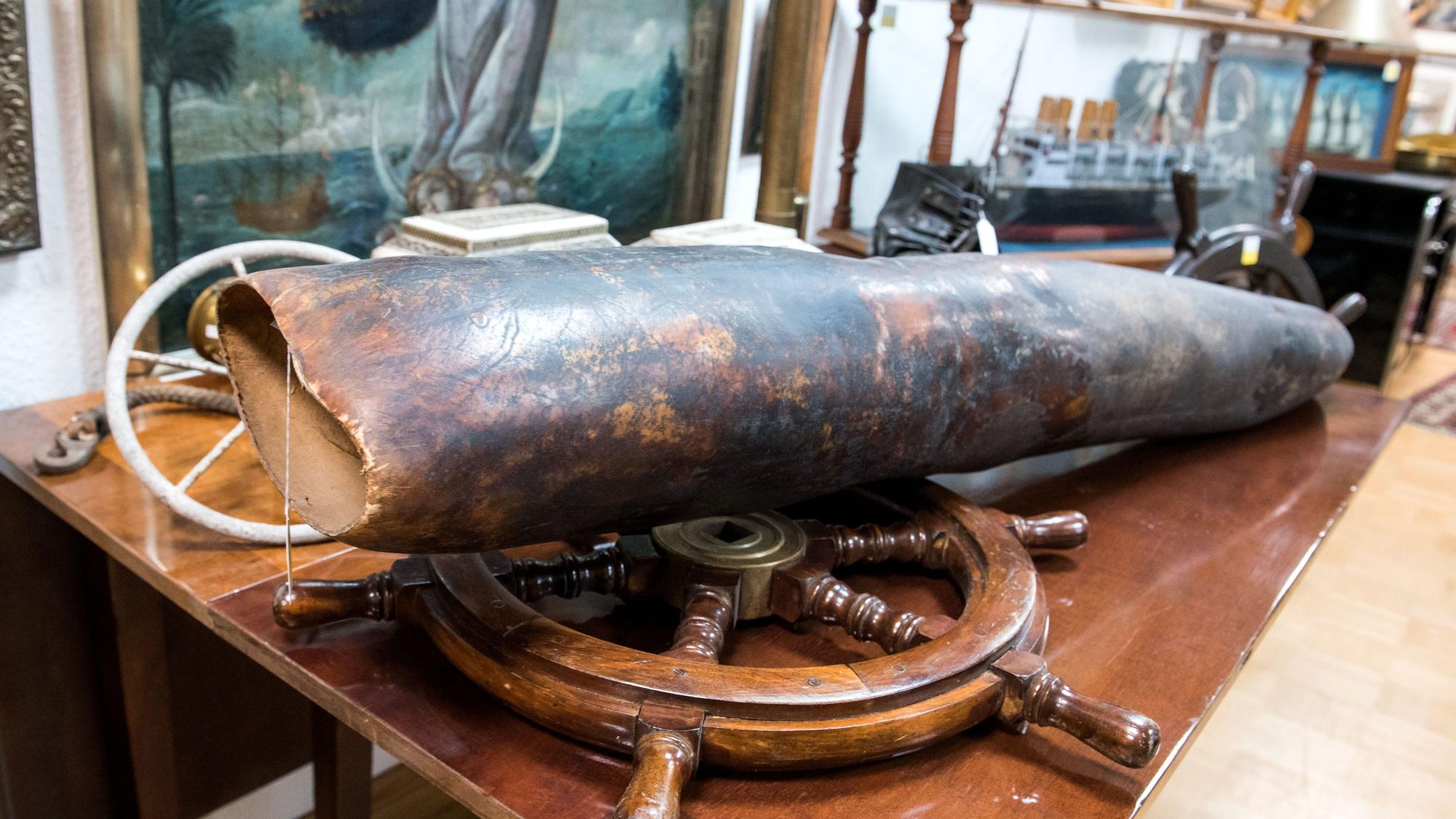 Die rund 1,5 Meter lange Spitze eines Walpenis aus der Privatsammlung des Hamburger Kapitäns Herbert Lührs soll am 20. Mai 2022 in Hamburg versteigert werden.