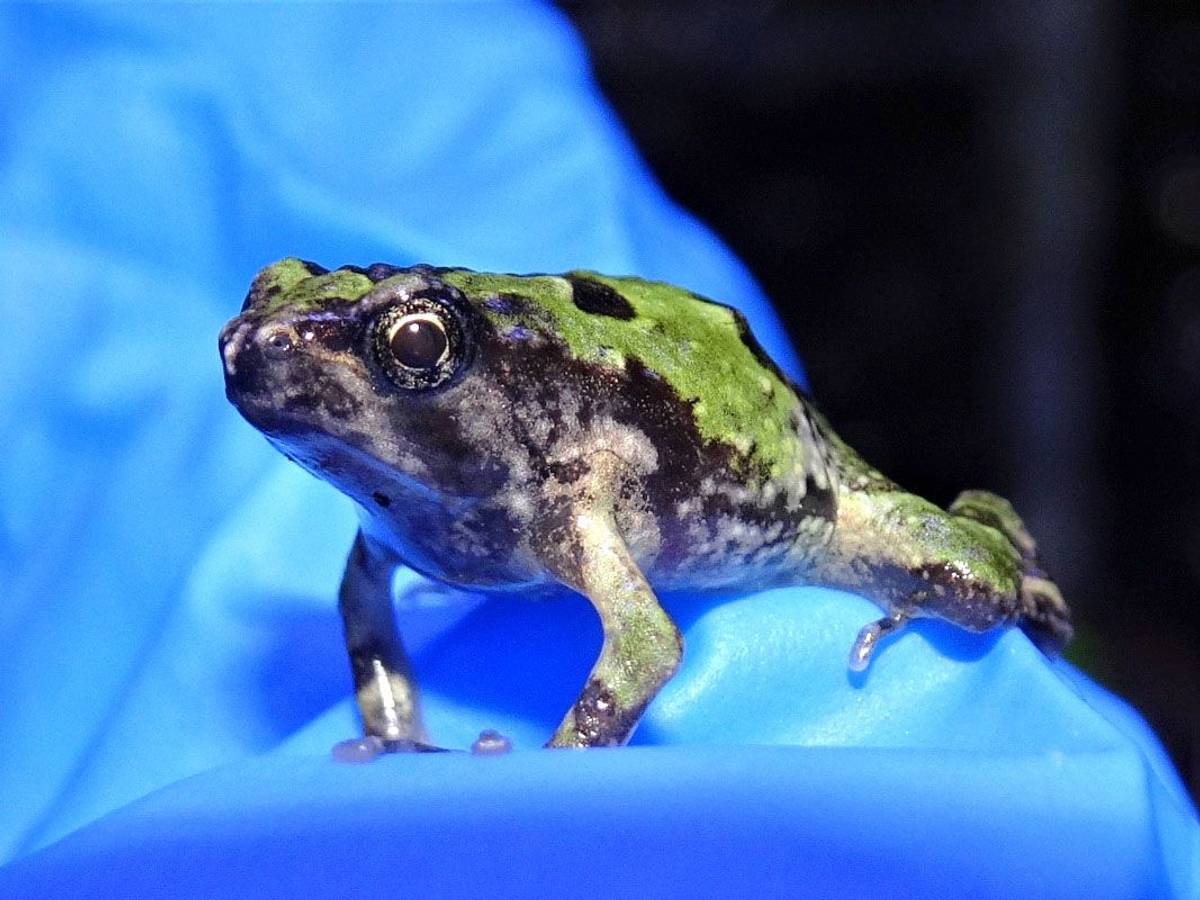 Das Foto zeigt ein Grünes Marmorkrötchen auf einem blauen Tuch.