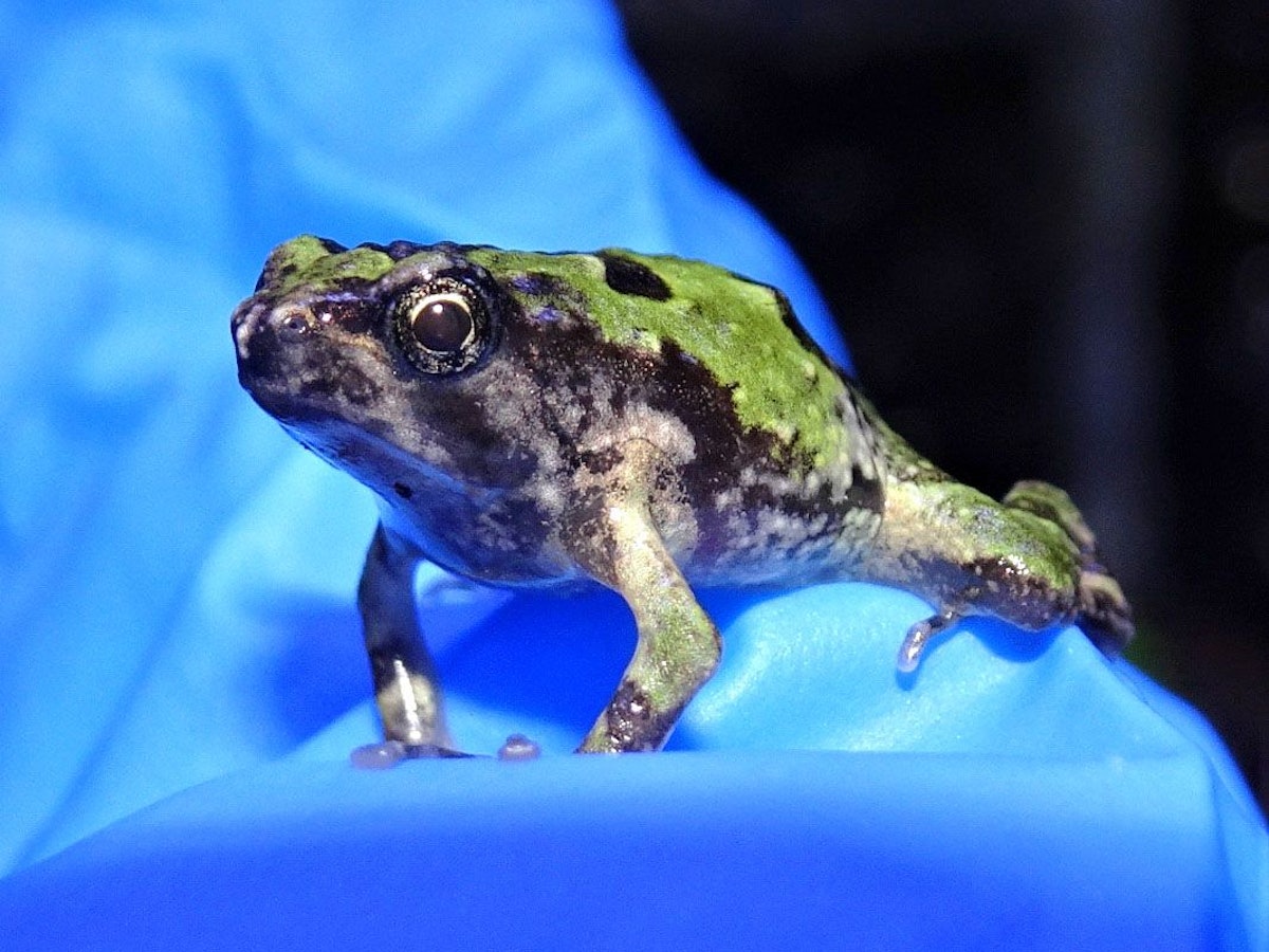 Das Foto zeigt ein Grünes Marmorkrötchen auf einem blauen Tuch.