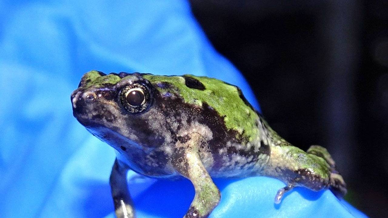 Das Foto zeigt ein Grünes Marmorkrötchen auf einem blauen Tuch.