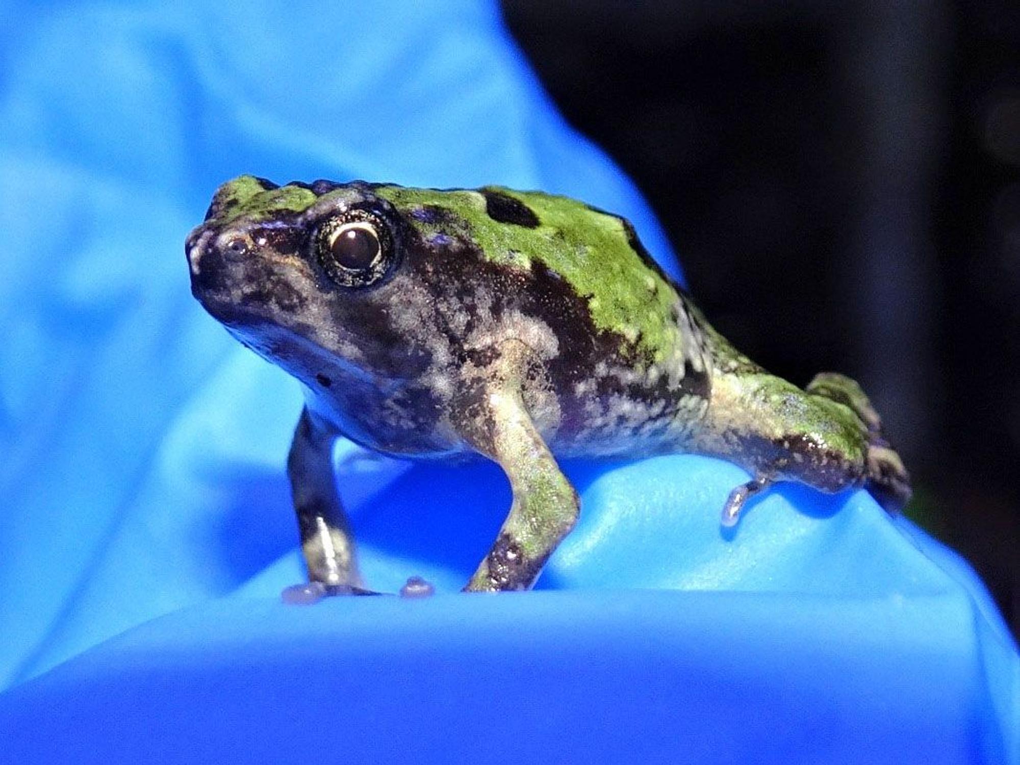 Das Foto zeigt ein Grünes Marmorkrötchen auf einem blauen Tuch.