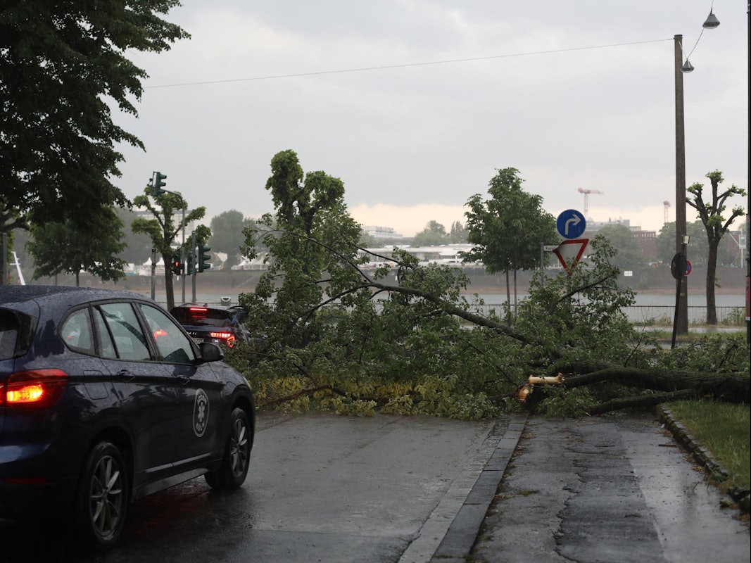 Ein umgestürzter Baum blockiert eine Straße in Köln.