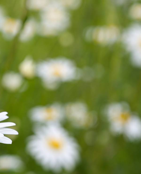 Eine Biene sitzt auf einer Blüte um Pollen zu sammeln.