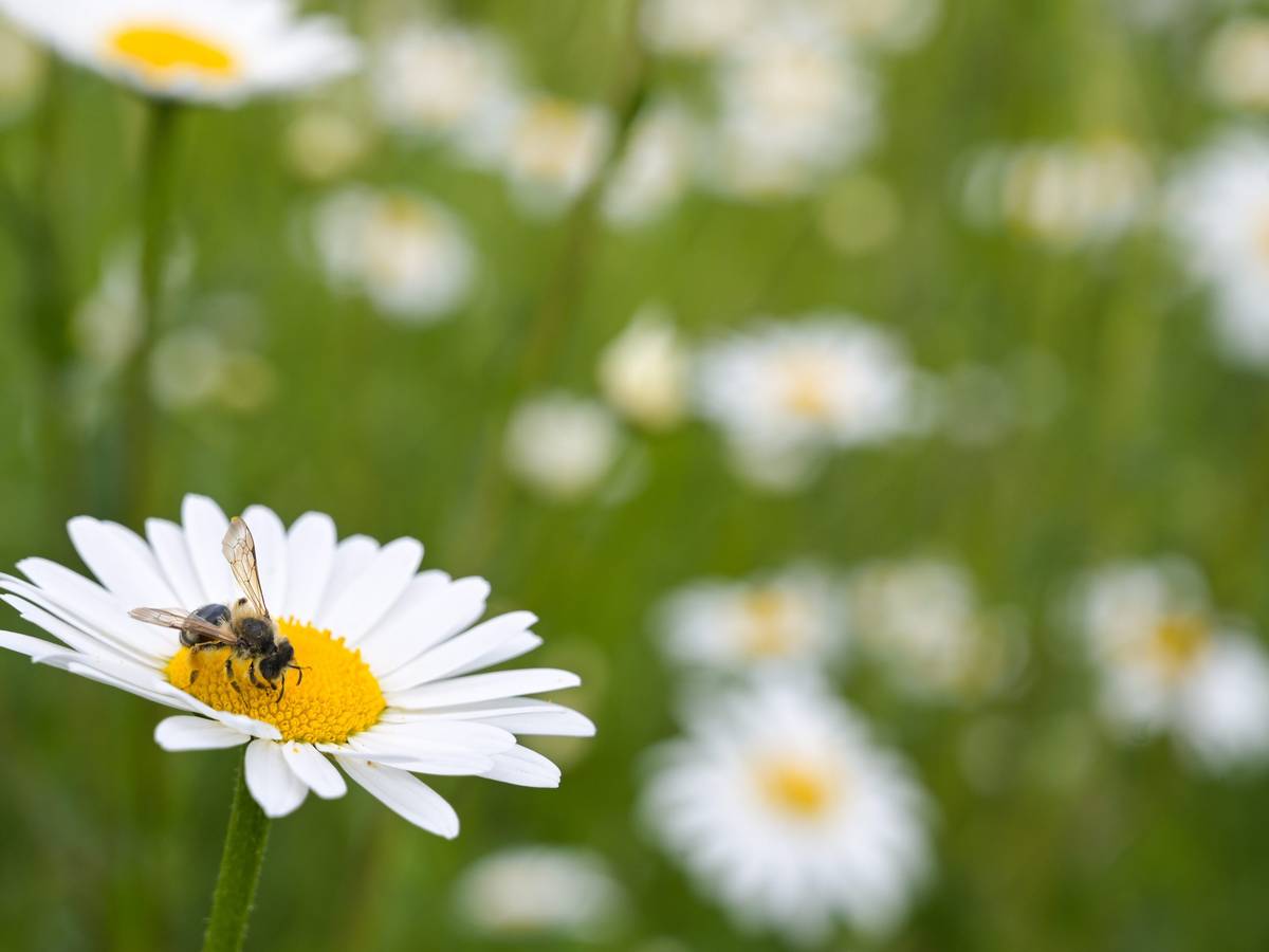 Eine Biene sitzt auf einer Blüte um Pollen zu sammeln.