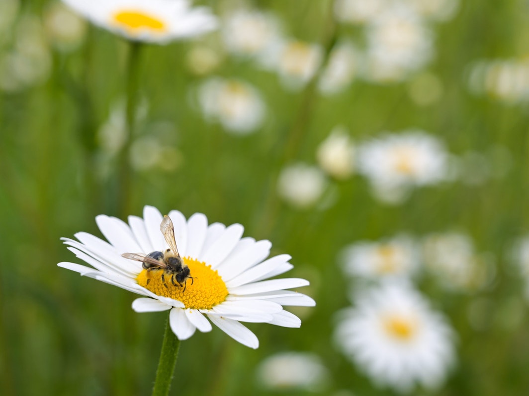 Eine Biene sitzt auf einer Blüte um Pollen zu sammeln.