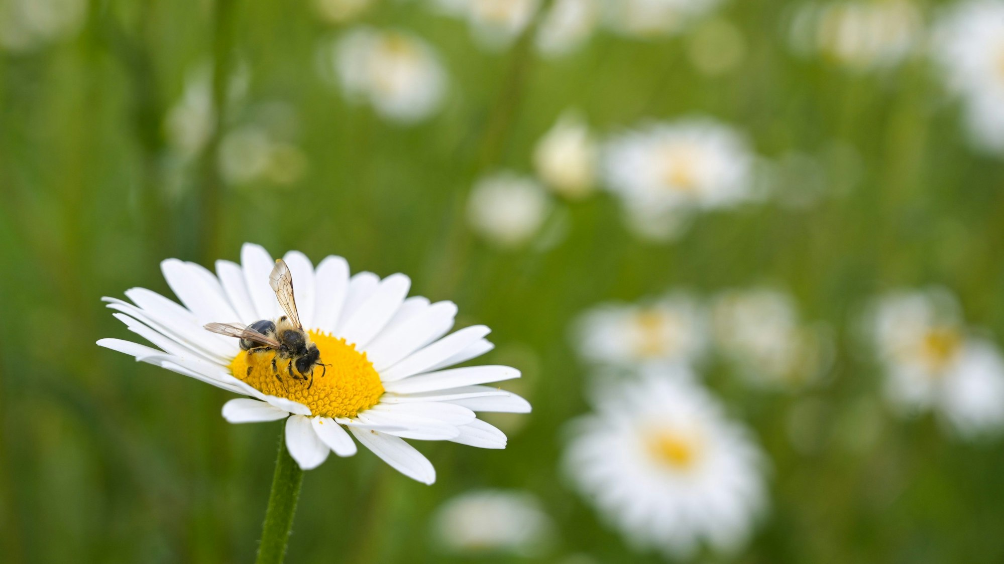Eine Biene sitzt auf einer Blüte um Pollen zu sammeln.