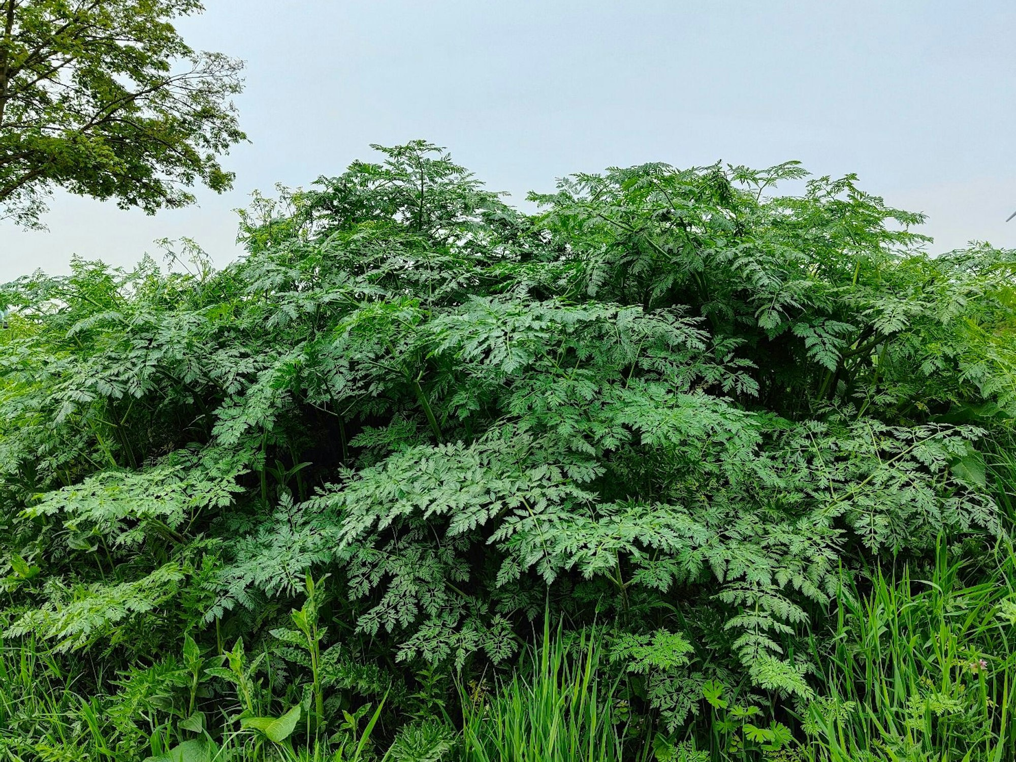 Gefleckter Schierling an der A3