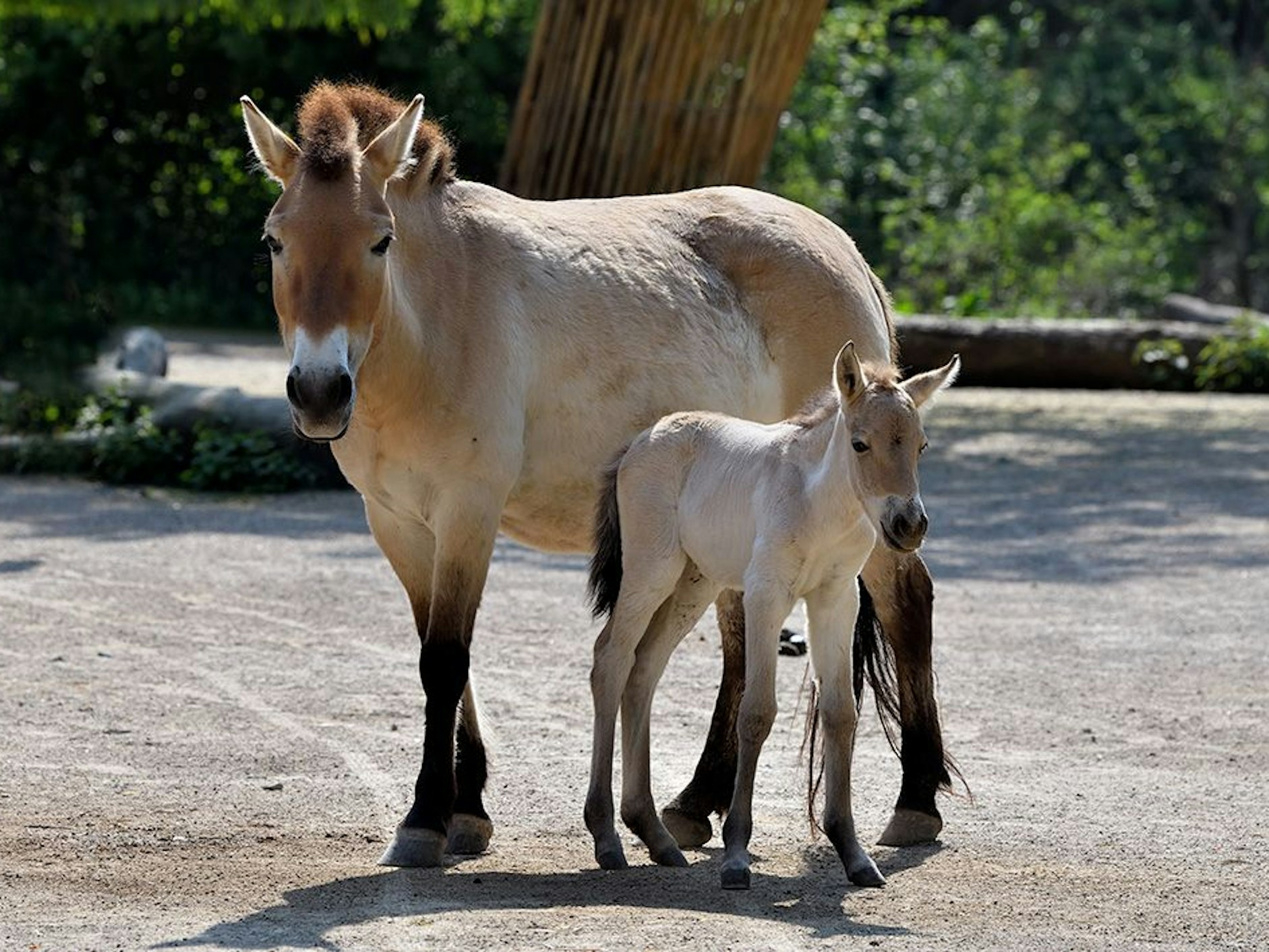 Foto des neuen Przewalskipferdes im Kölner Zoo.