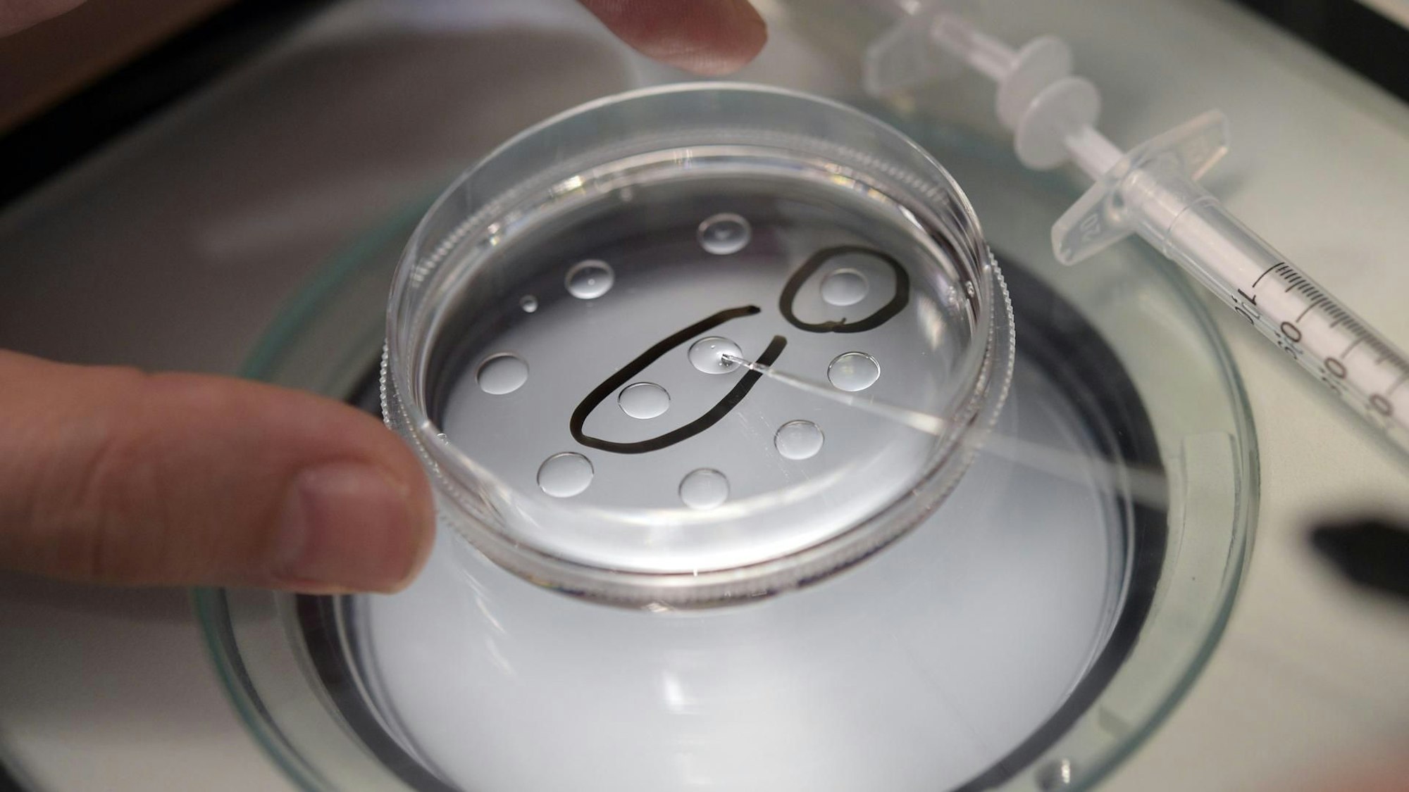 Eizellen werden präpariert.