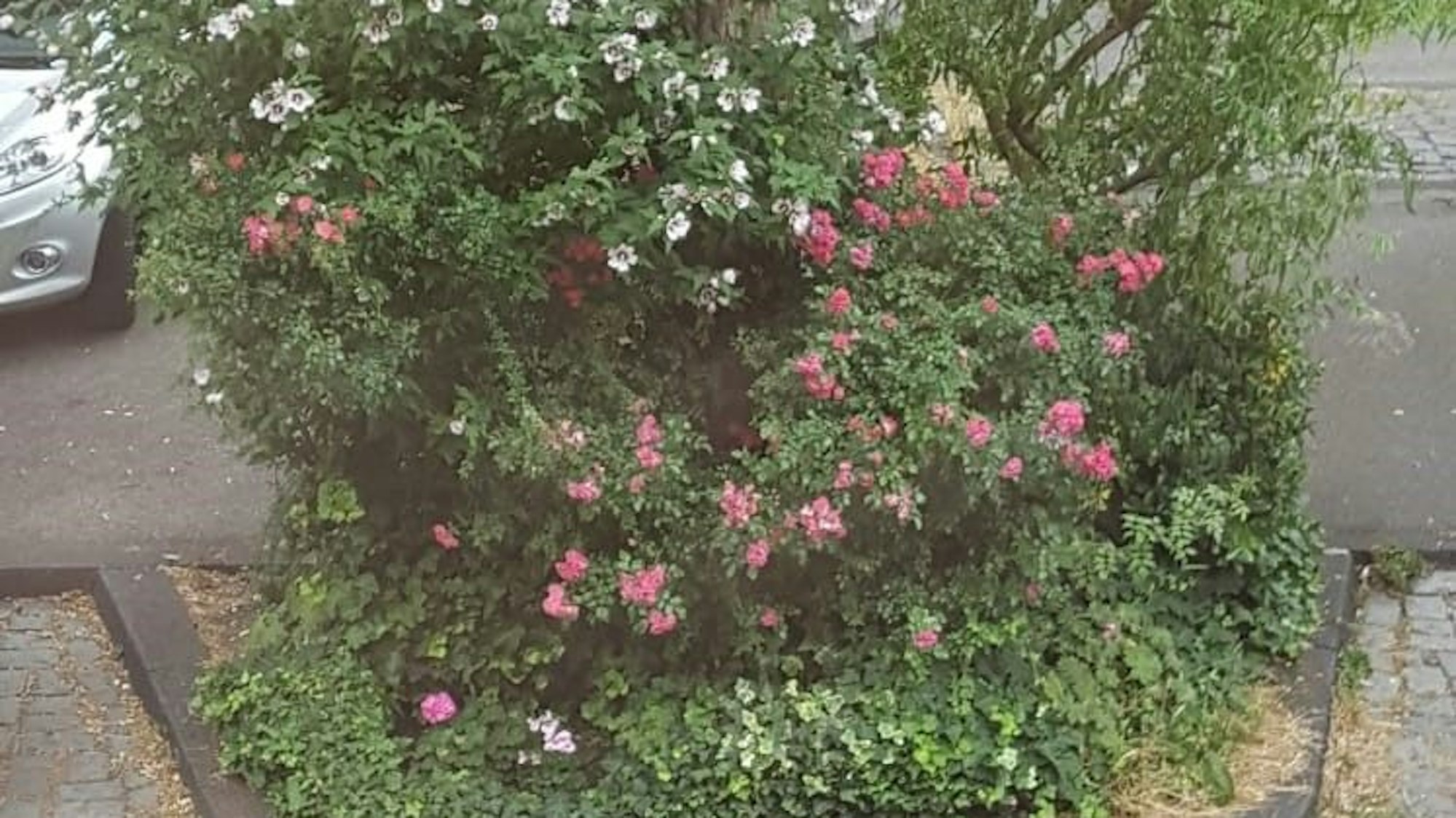 Vorher Südstadt nach Rasier-Aktion