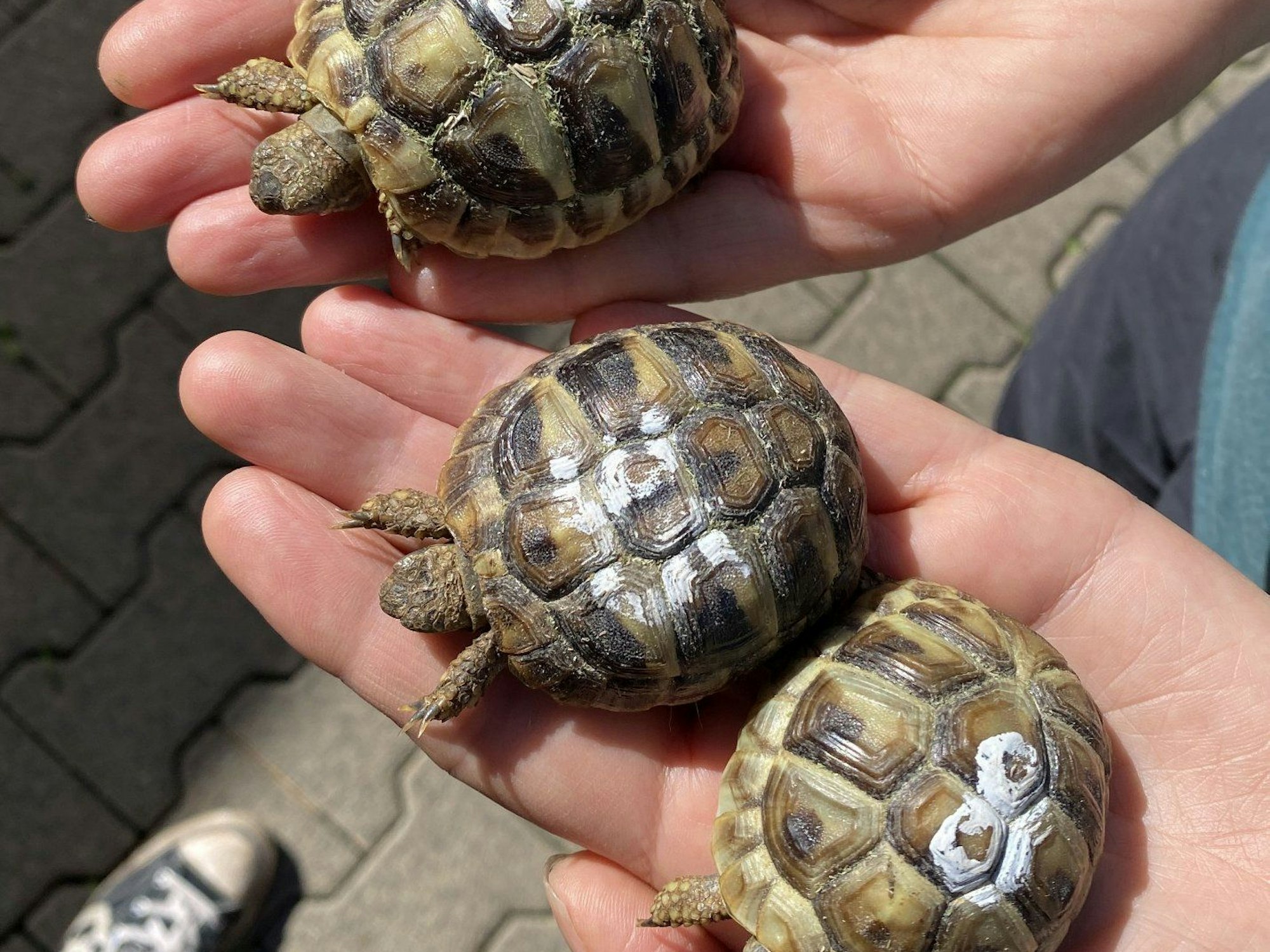 Das Tierheim Köln-Dellbrück berichtet am Mittwoch (25. Mai 2022) auf seiner Facebookseite, dass bei ihnen 16 kleine Landschildkröten gelandet sind - alle mit weißen Nummern auf den Panzern.