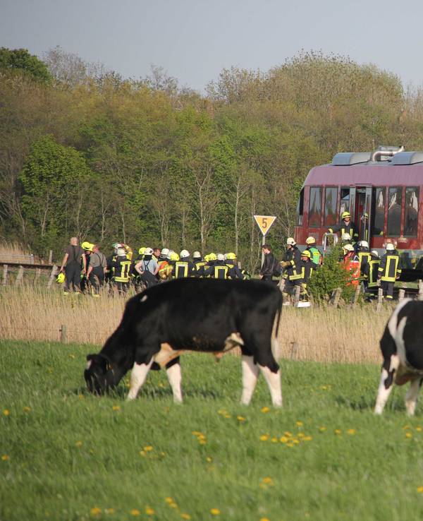 Kühe vor einem stehenden Zug in der Natur.