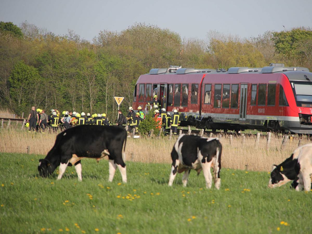 Kühe vor einem stehenden Zug in der Natur.