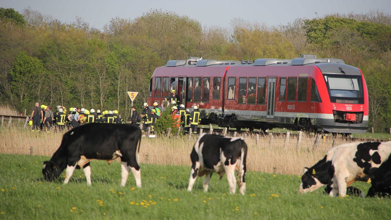 Kühe vor einem stehenden Zug in der Natur.