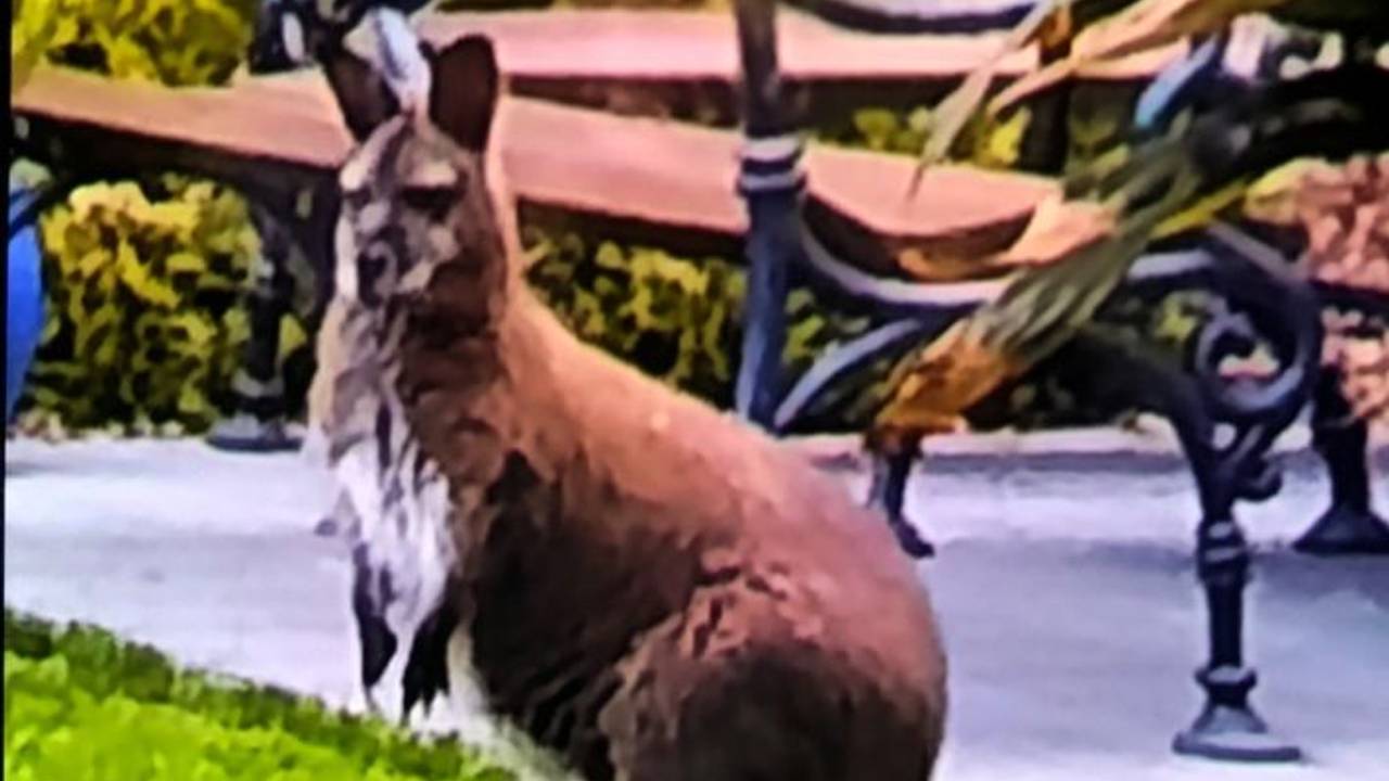 Foto des entlaufenen Kängurus in Heinsberg.