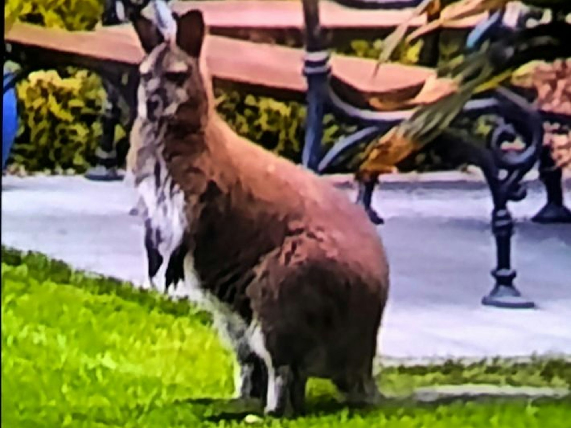 Foto des entlaufenen Kängurus in Heinsberg.