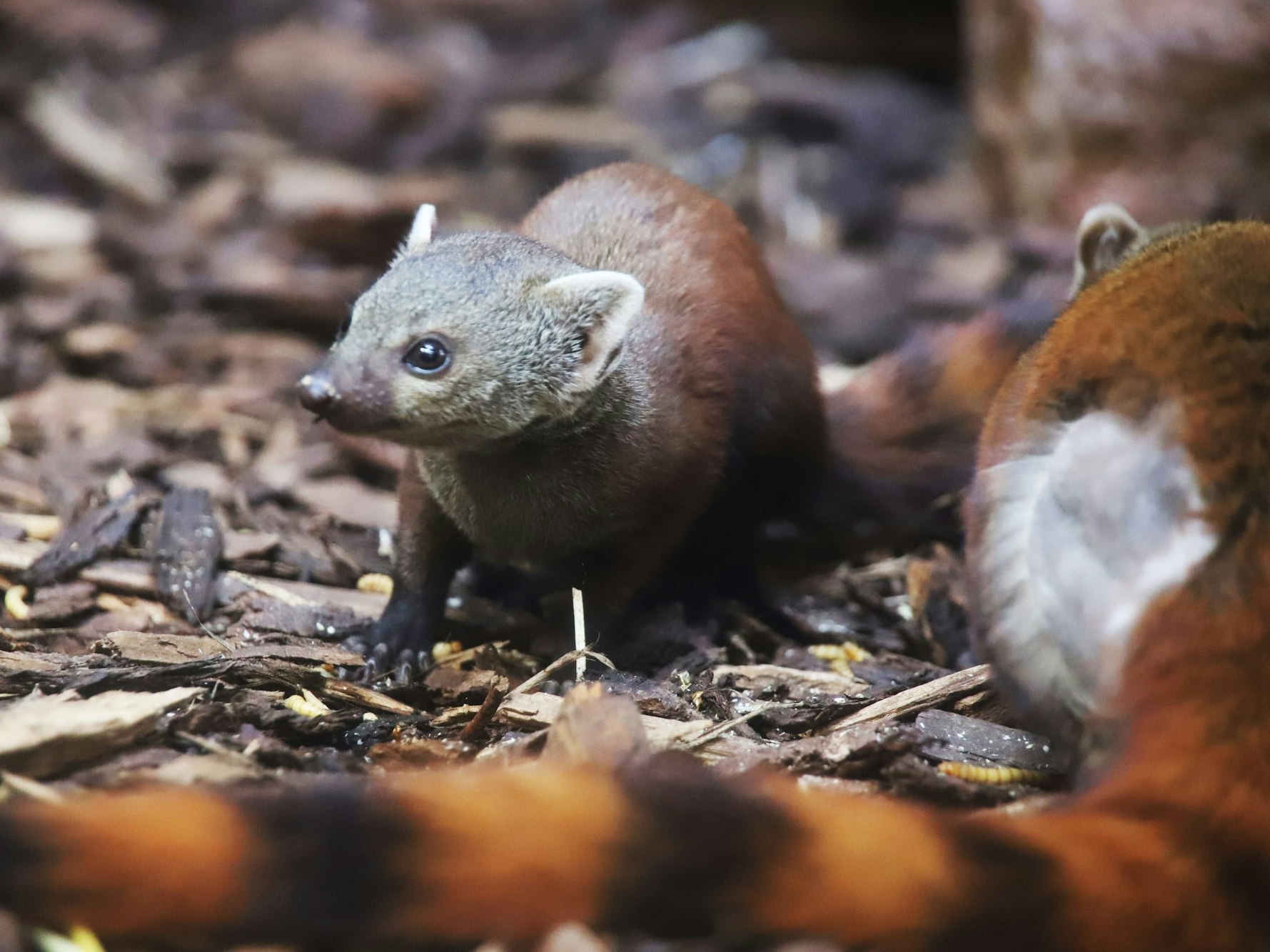 Das neu geborene Ringelschwanzmungo-Weibchen "Izani" neben einem erwachsenen Tier.