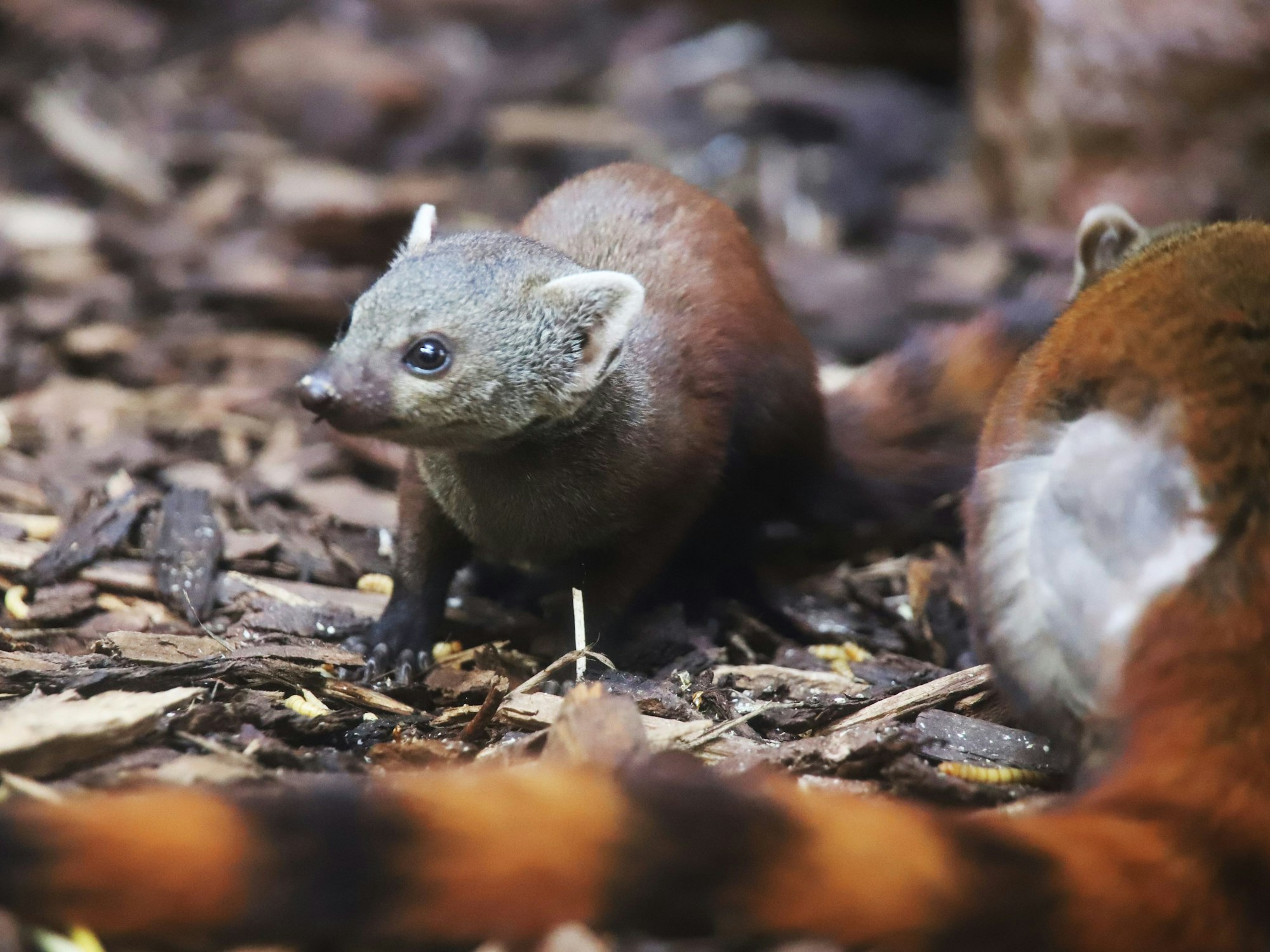 Das neu geborene Ringelschwanzmungo-Weibchen "Izani" neben einem erwachsenen Tier.