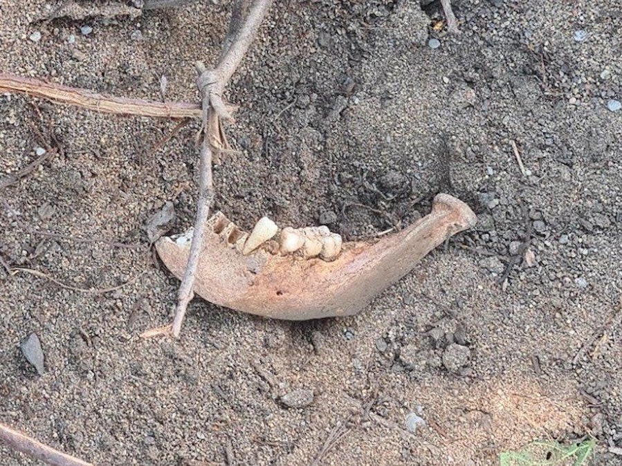 Ein Kieferknochen liegt auf der Erde.