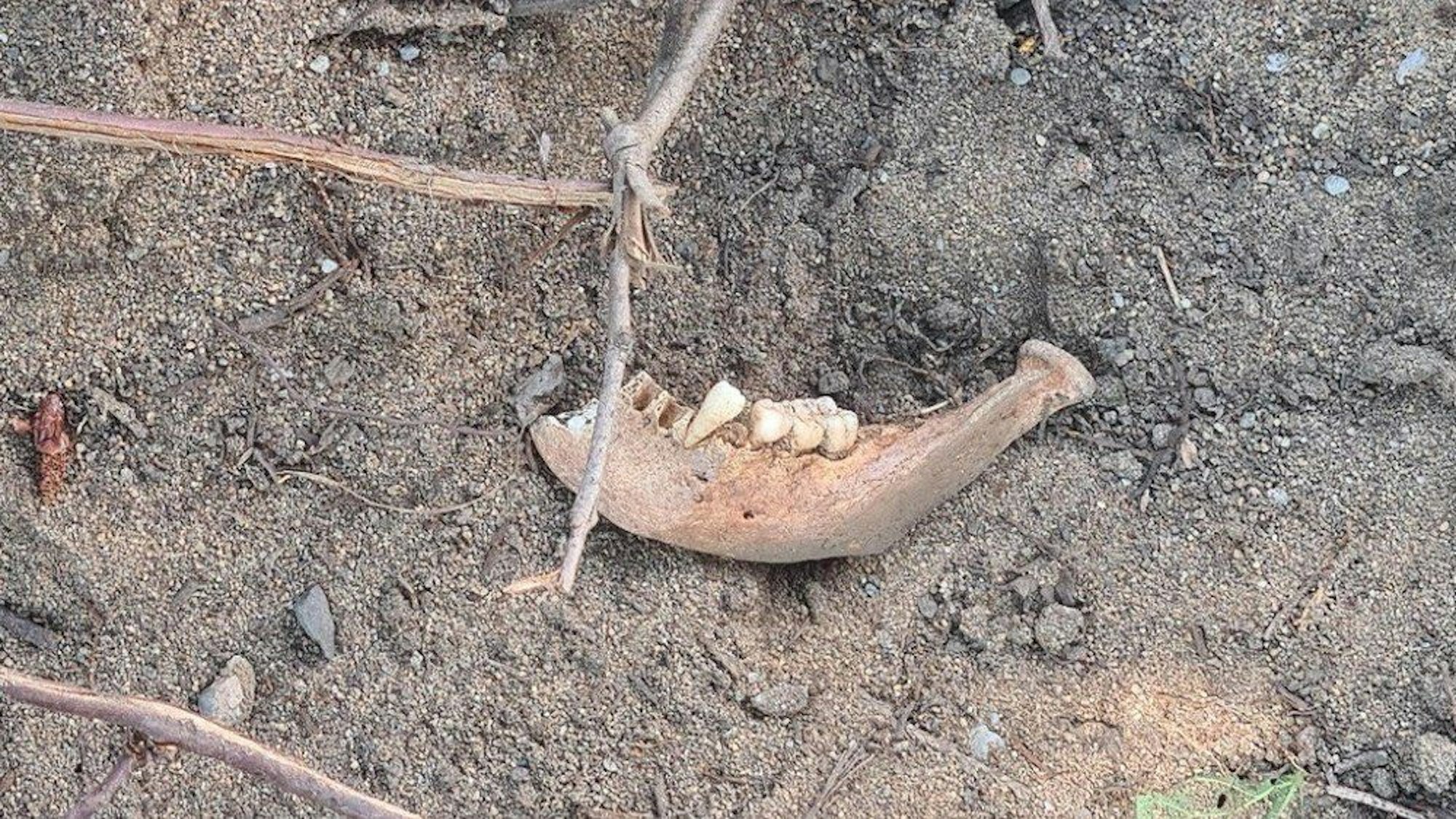 Ein Kieferknochen liegt auf der Erde.