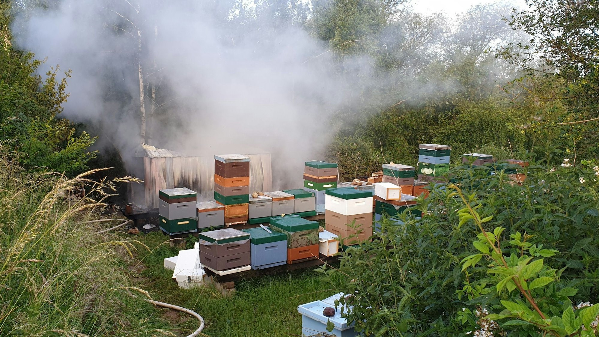 Inmitten von Grün stehen mehrere Bienenstöcke, es qualmt.