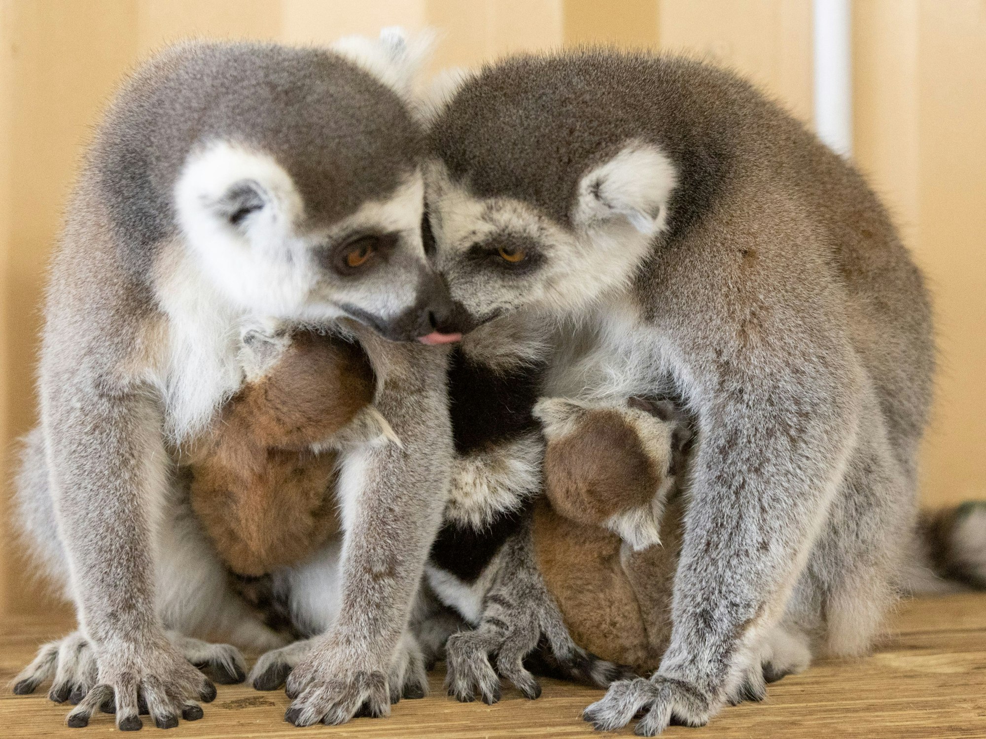 In Freizeitparks wie das Safariland in Stukenbrock gibt es neben Fahrgeschäften auch niedliche Tiere zu bestaunen.