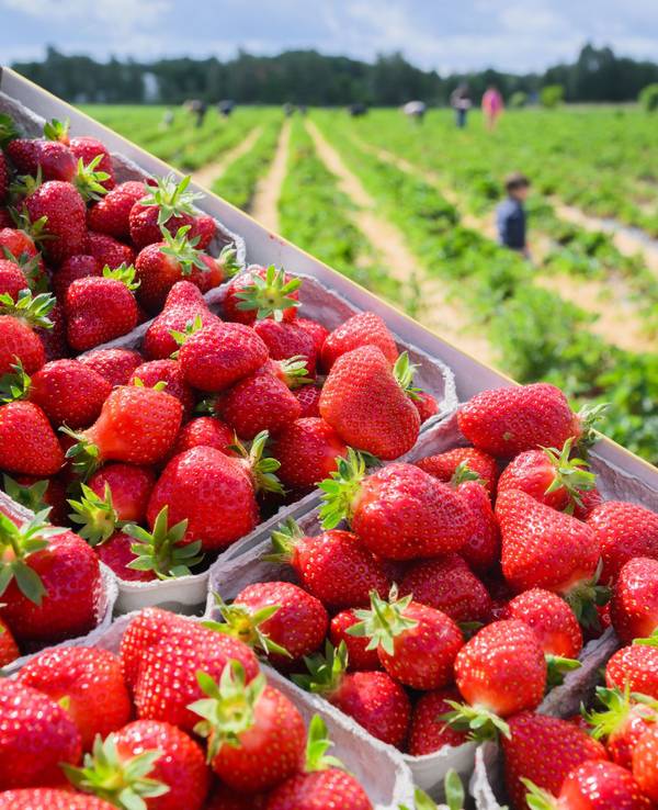 Erdbeeren in Schalen vor Feldern vom Erdbeer-Hof Gleidingen in der Region Hannover.
