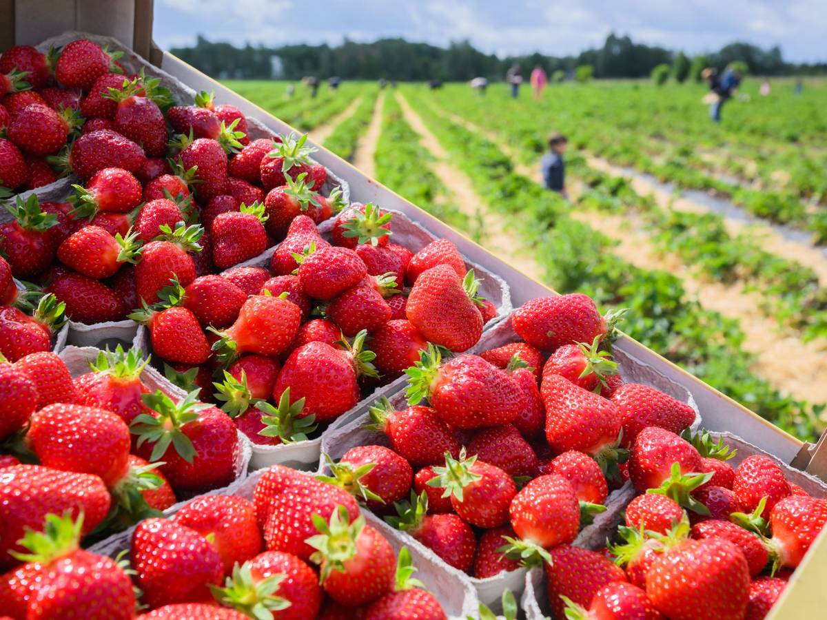 Erdbeeren in Schalen vor Feldern vom Erdbeer-Hof Gleidingen in der Region Hannover.