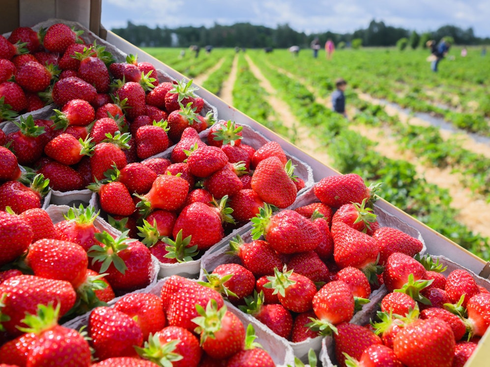 Erdbeeren in Schalen vor Feldern vom Erdbeer-Hof Gleidingen in der Region Hannover.