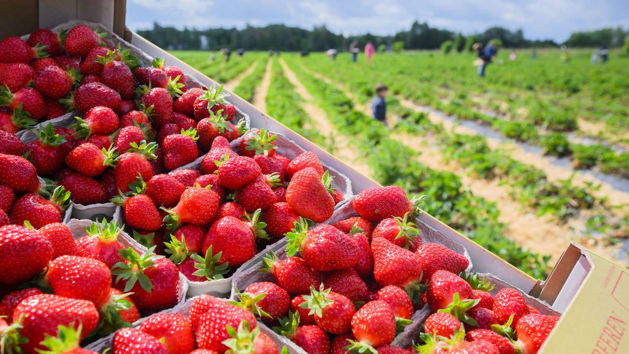 Erdbeeren in Schalen vor Feldern vom Erdbeer-Hof Gleidingen in der Region Hannover.
