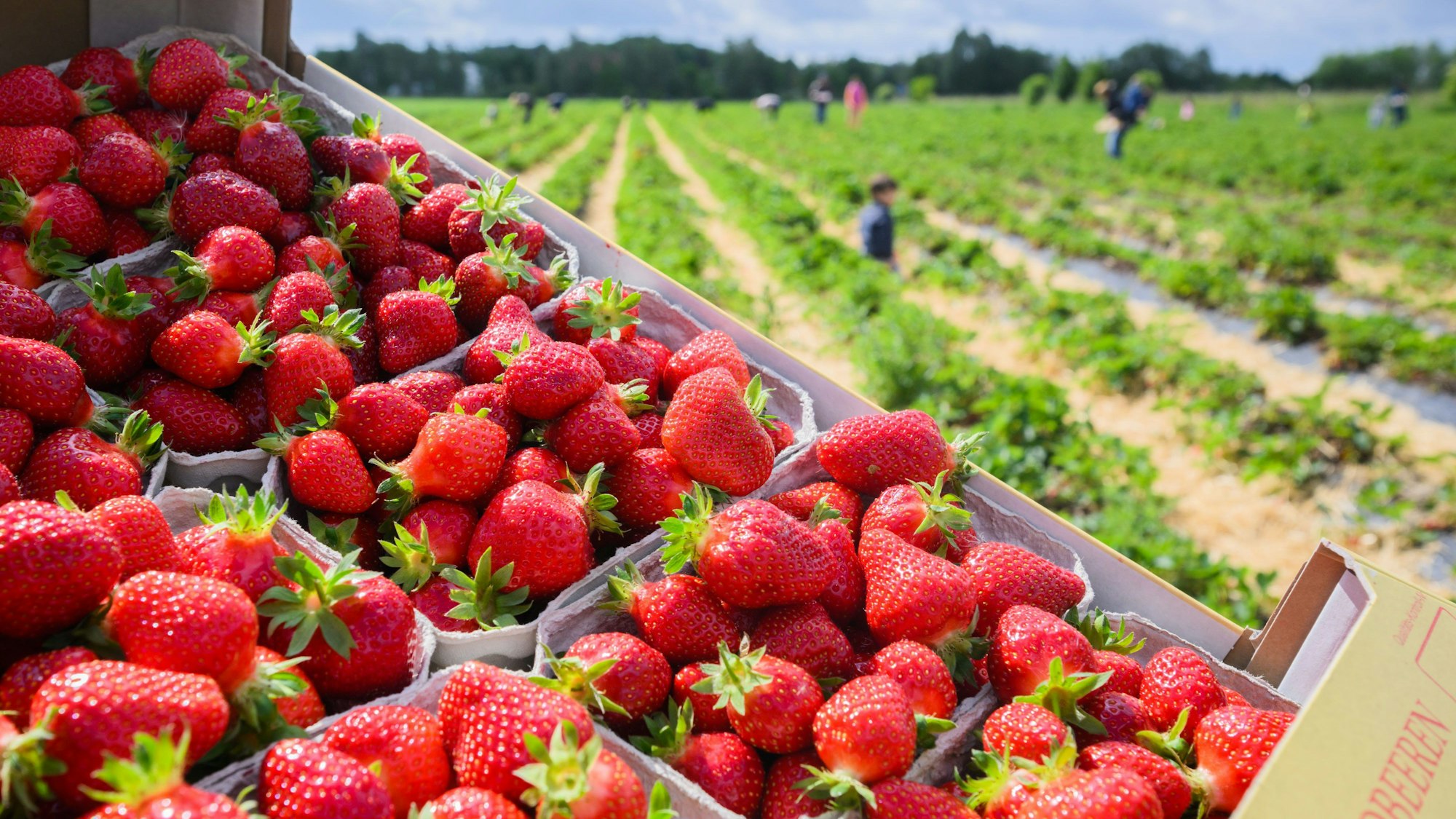Erdbeeren in Schalen vor Feldern vom Erdbeer-Hof Gleidingen in der Region Hannover.