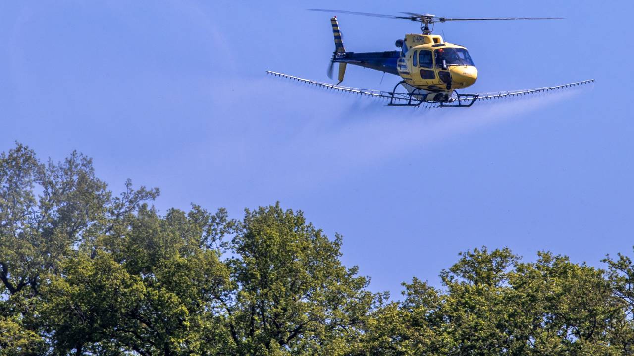 Ein Spezialhubschrauber versprüht über einer Allee ein Insektizid.