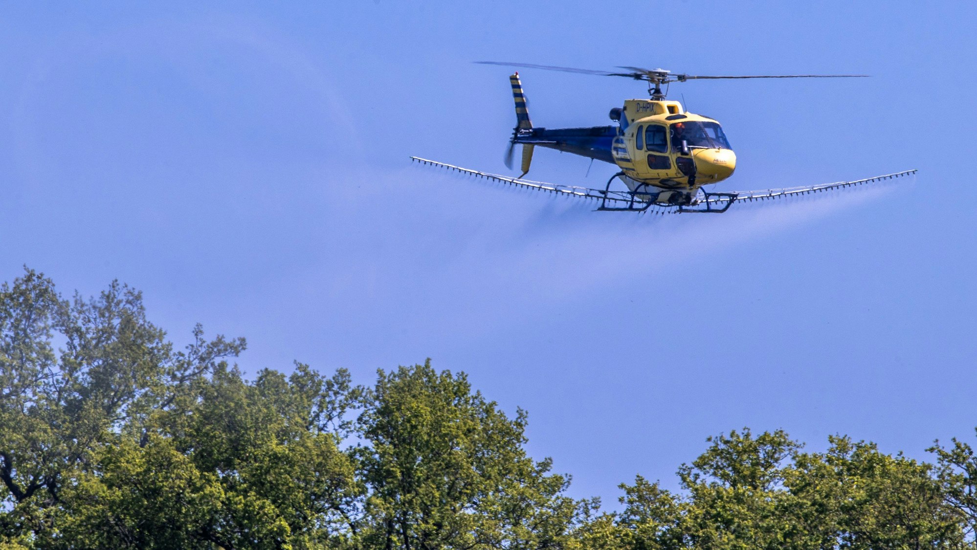 Ein Spezialhubschrauber versprüht über einer Allee ein Insektizid.