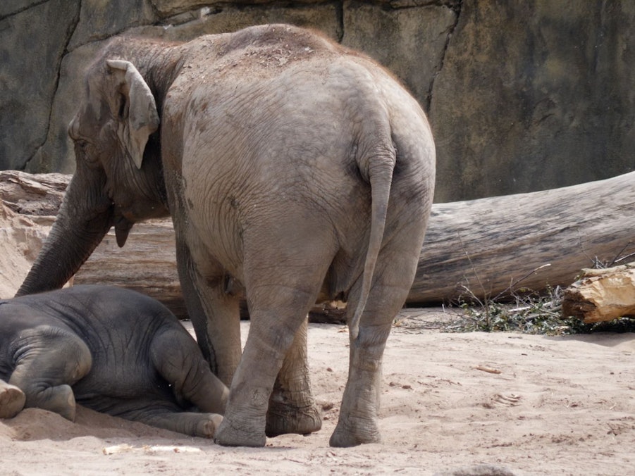 Eine Elefantenkuh steht neben ihrem liegenden Nachwuchs.
