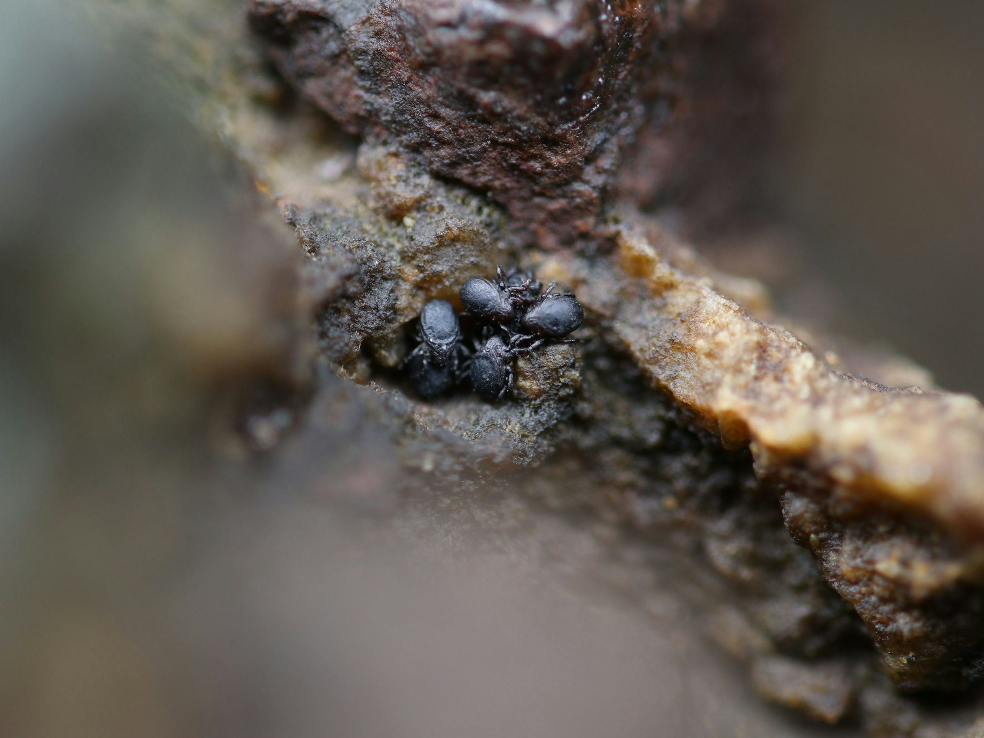 HANDOUT - 07.03.2020, Japan, Tottori: Diese Spezies wurde mit Hilfe von Diese Spezies wurde mit Hilfe von sozialen Medien entdeckt und Retweet-Milbe getauft.