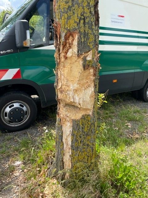 Das Bild zeigt die Beschädigung eines Baumes in Köln-Widdersdorf.