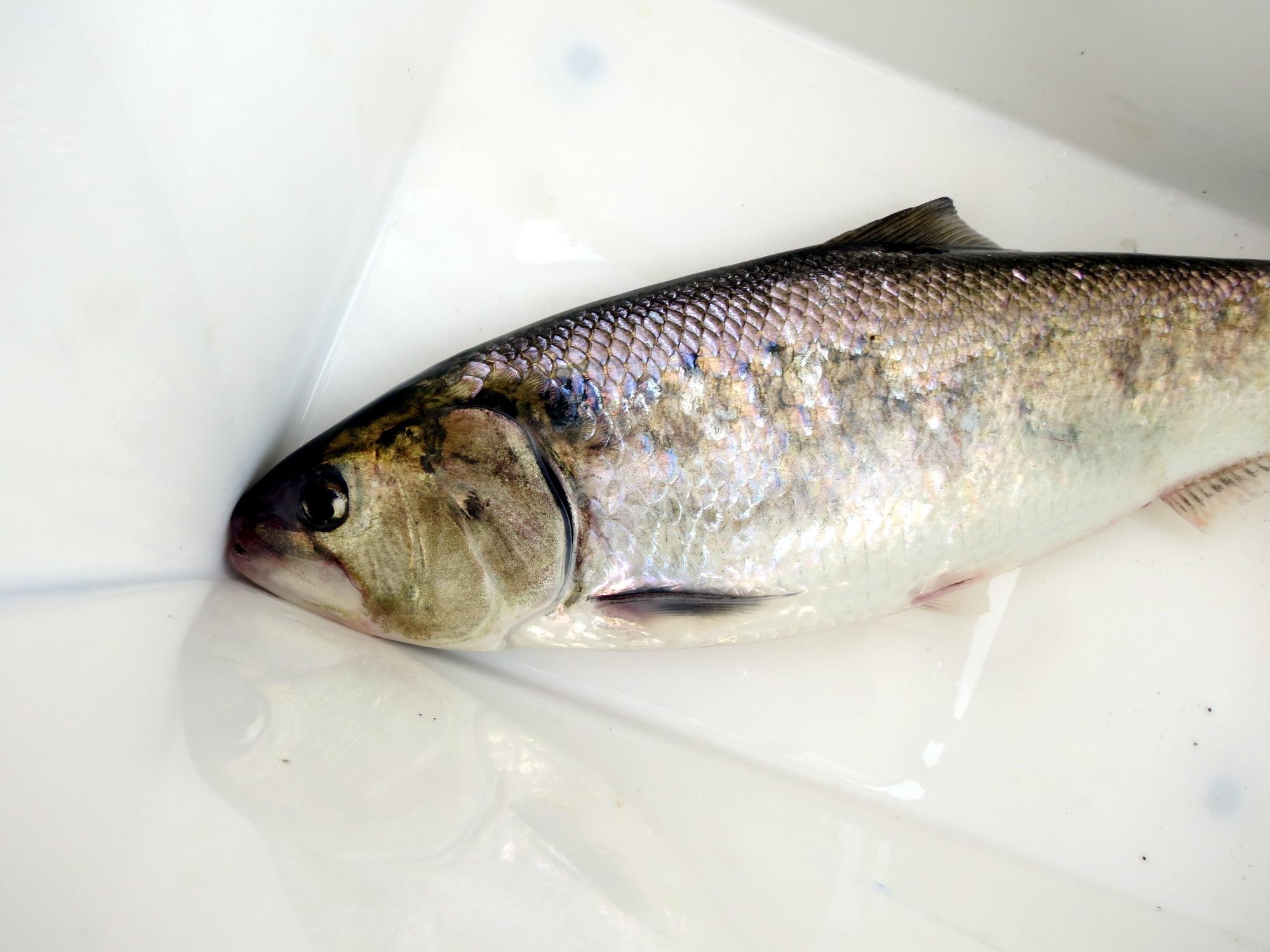 Wurde jetzt in der Sieg entdeckt – der Maifisch. Hier ein Foto (2014) von einem toten Maifisch.